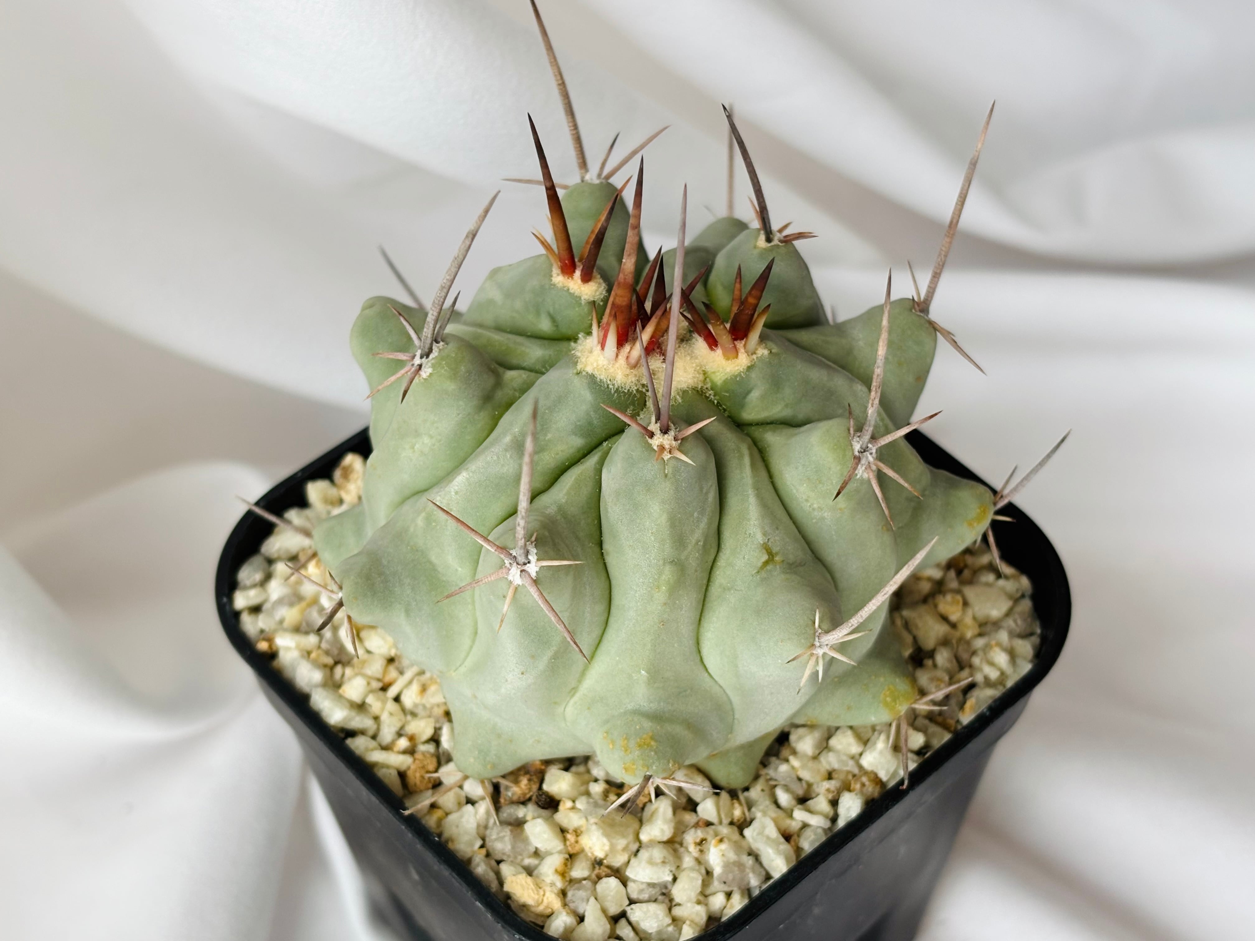 Thelocactus nidulans テロカクタス 鶴巣丸 サボテン | plants MARU