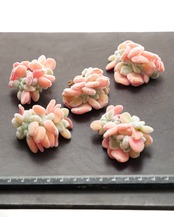 【はじめての方限定】カット苗 フロスティ綴化  Echeveria 'Frosty Crested'