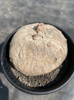 【ご予約品】イポメア・ウェルウィッチー