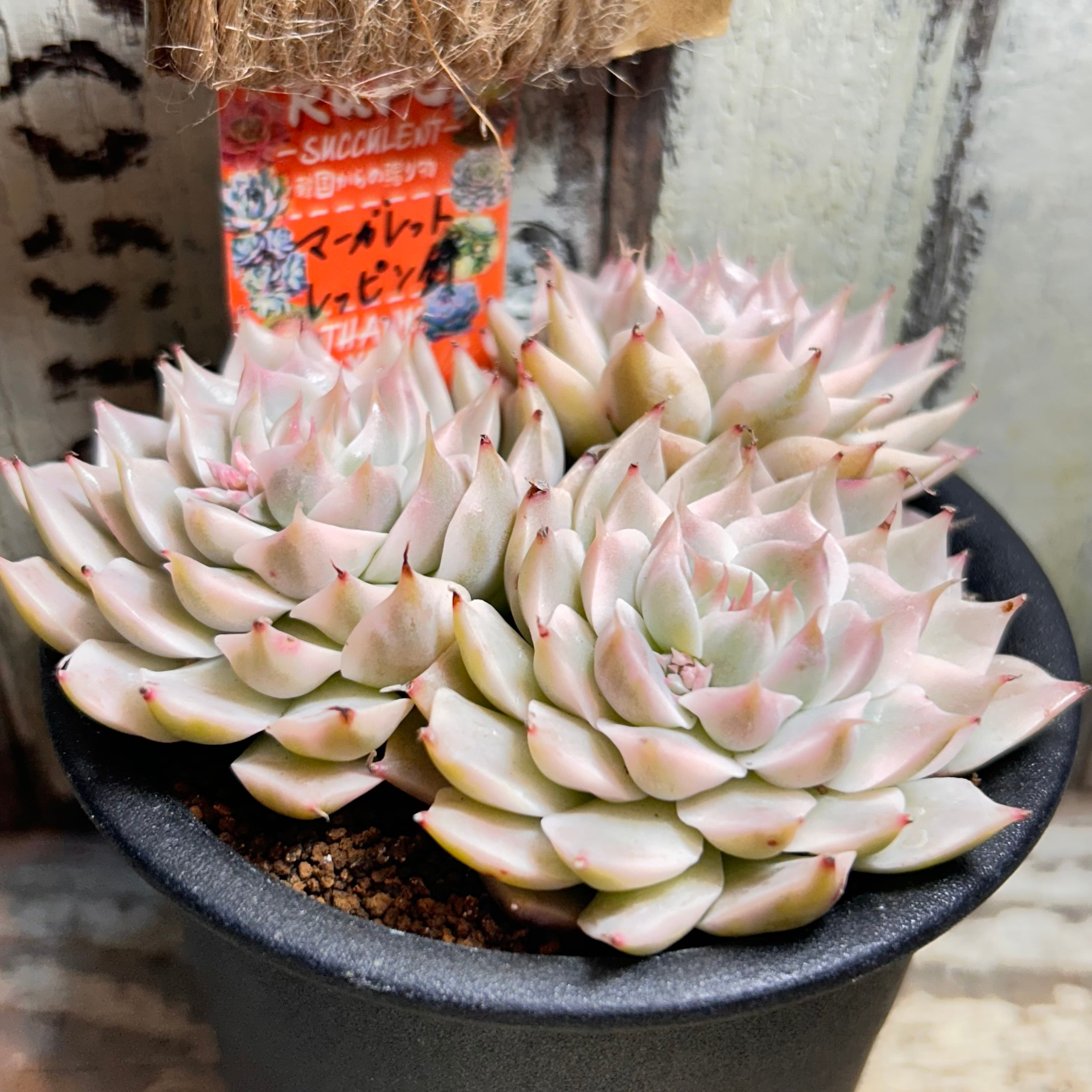 マーガレットレッピン錦 | RuPo 多肉植物専門店