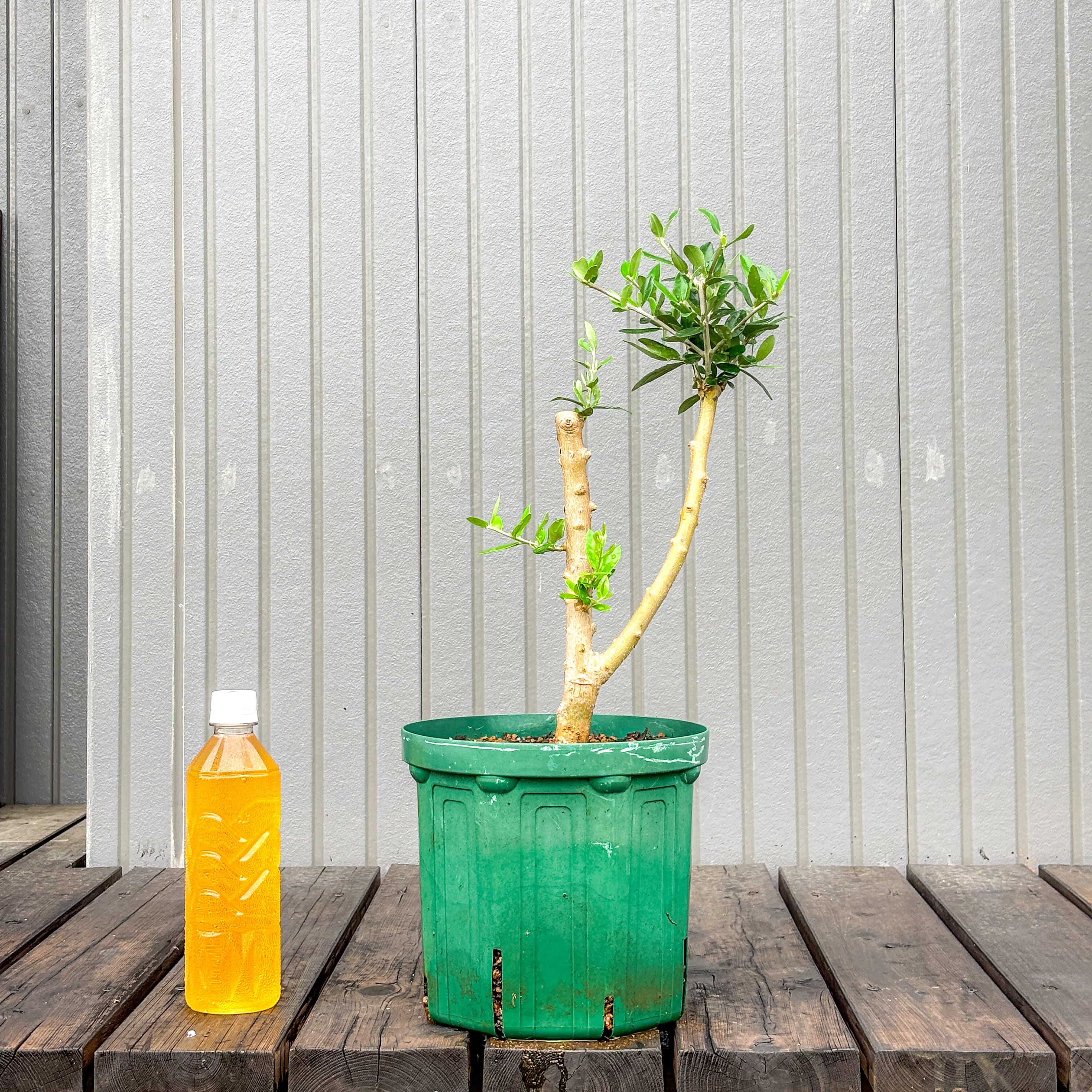 オリーブ 鉢植え 送料無料 J5｜育てやすい シンボルツリー・盆栽にも