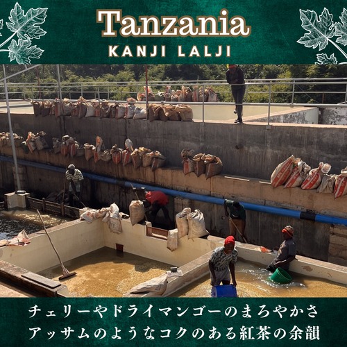 タンザニア【 カンジ・ラルジ農園  】200g 画像