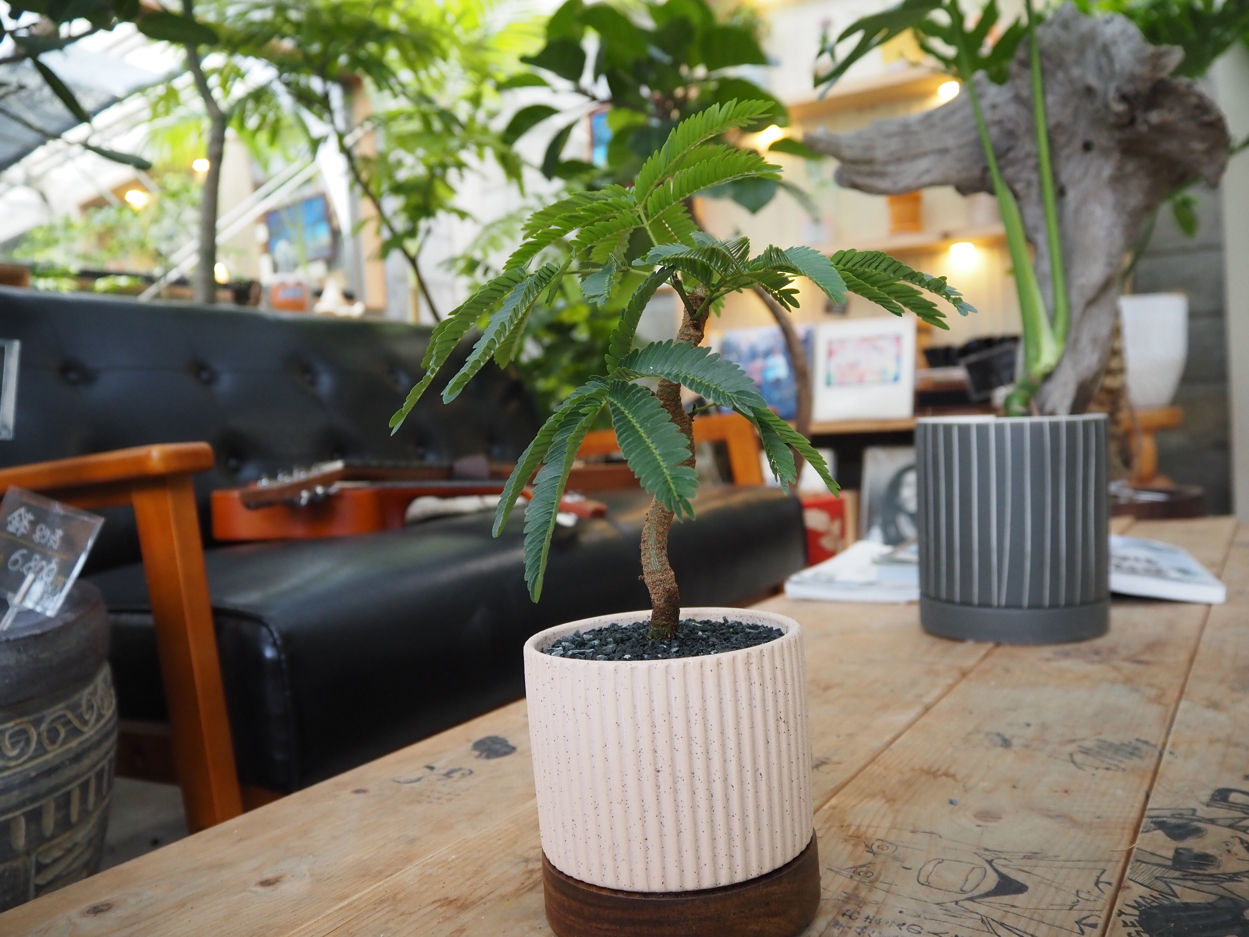 3色展開】【現品】盆栽風エバーフレッシュ 鉢セット【陶器鉢】 | 高橋園芸