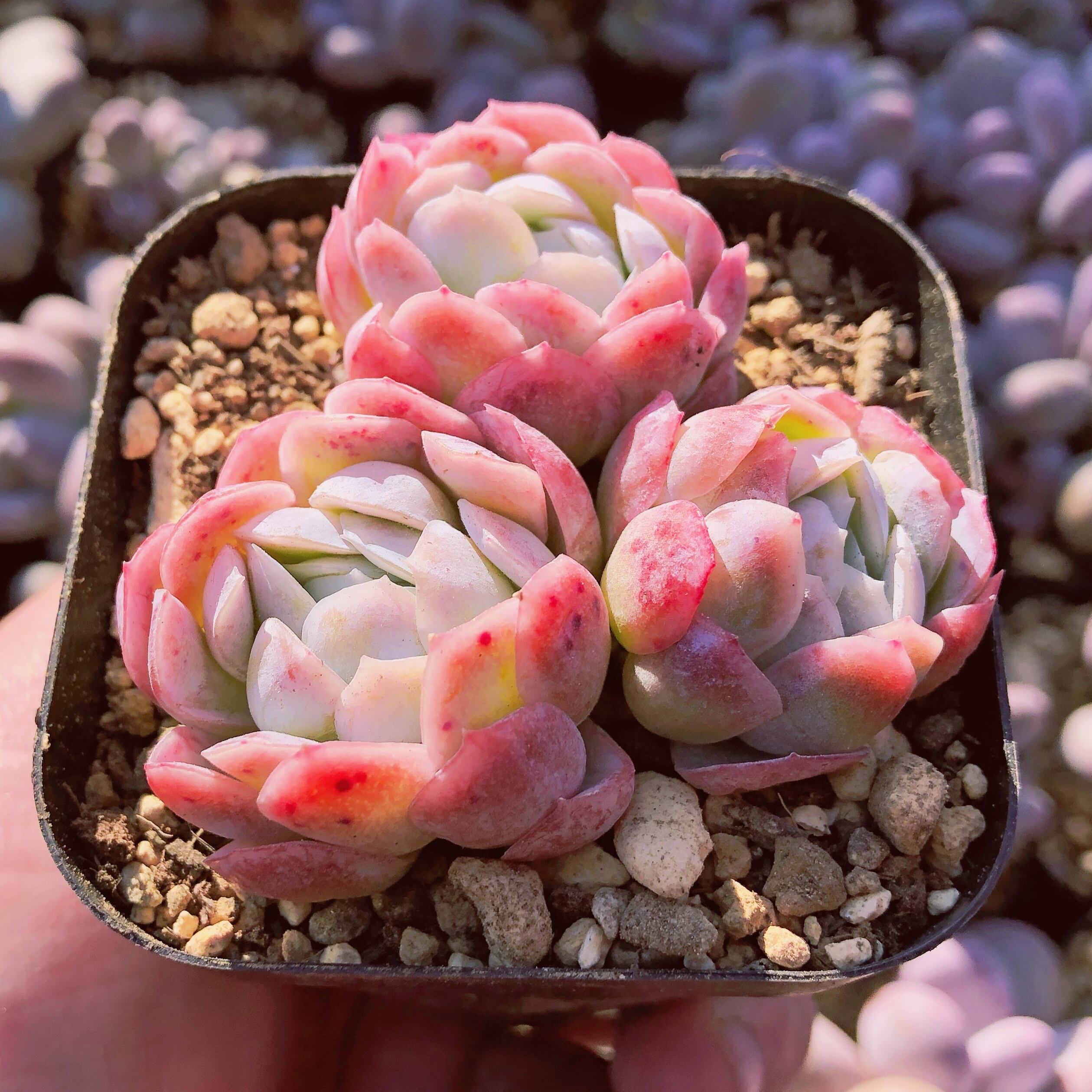 多肉植物 中型 緑とピンク*3 71L5iLAlXdL._AC_SY200_QL15_.jpg