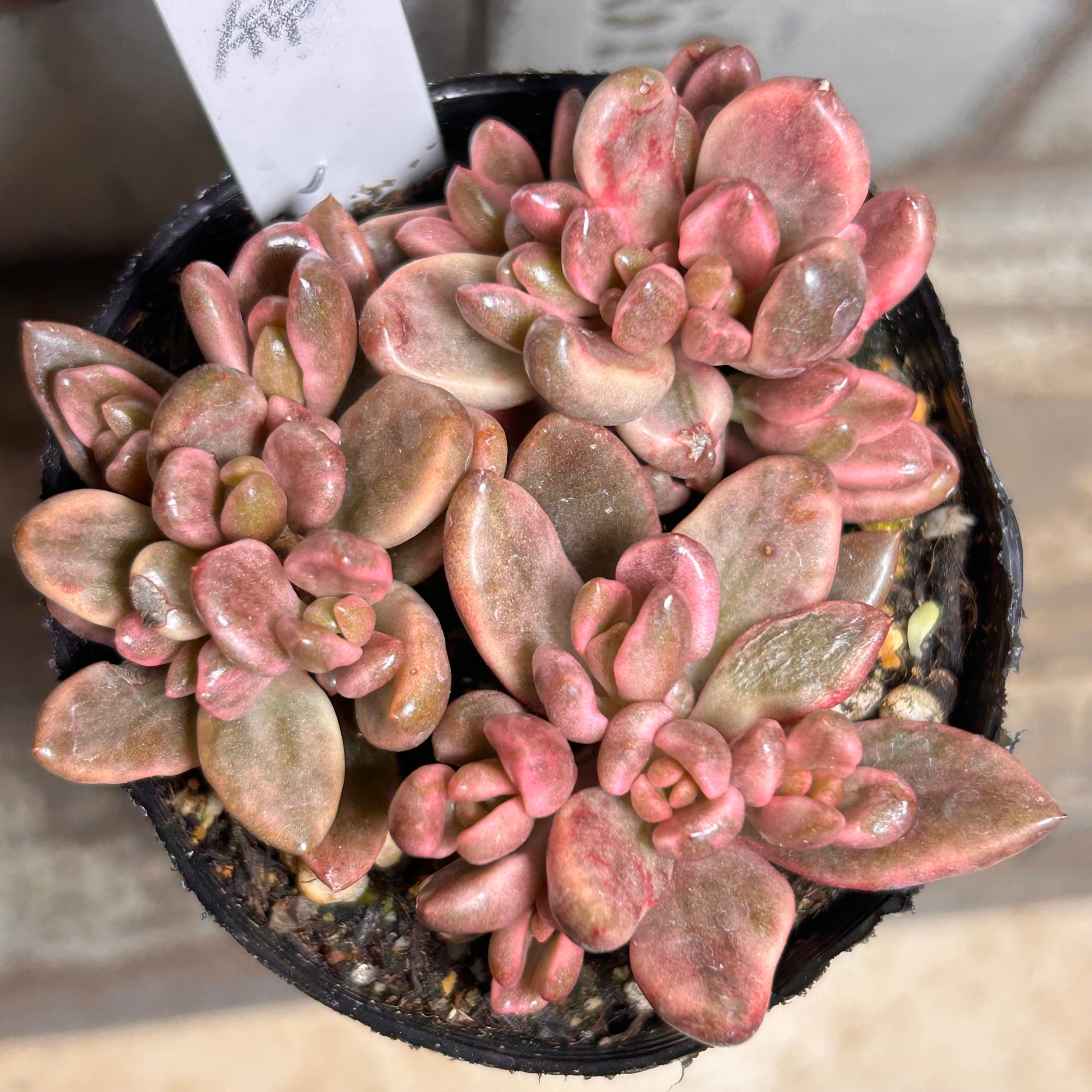 錦 | RuPo 多肉植物専門店