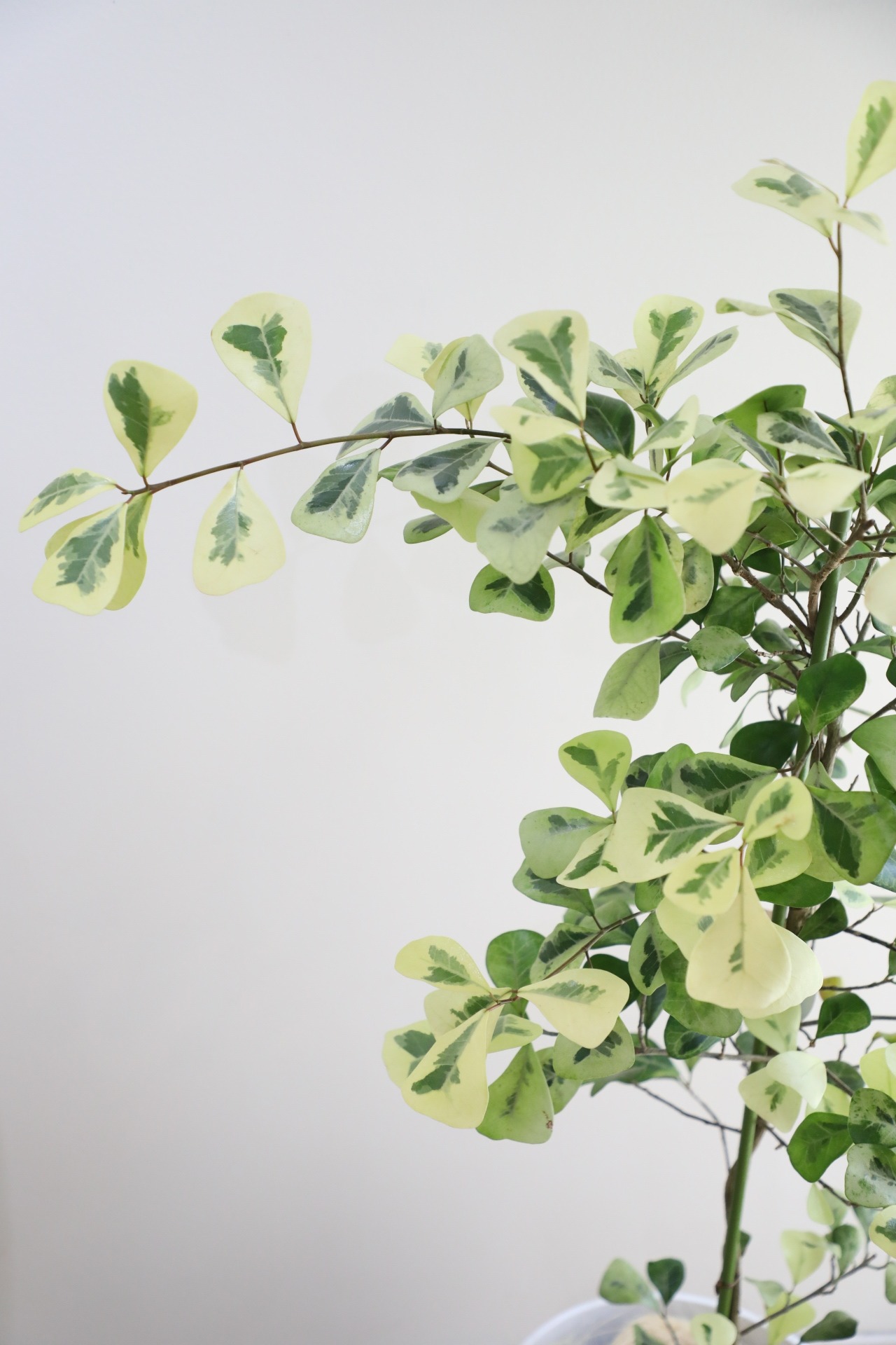 【L/120cm】フィカス トライアンギュラリス バリエガータ/Ficus