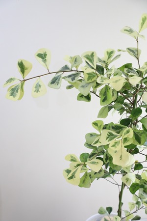 【L/120cm】フィカス トライアンギュラリス バリエガータ/Ficus
