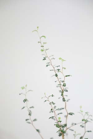 【M】ソフォラ リトルベイビー/Sophora prostrata Little Baby　※ガラス鉢付き