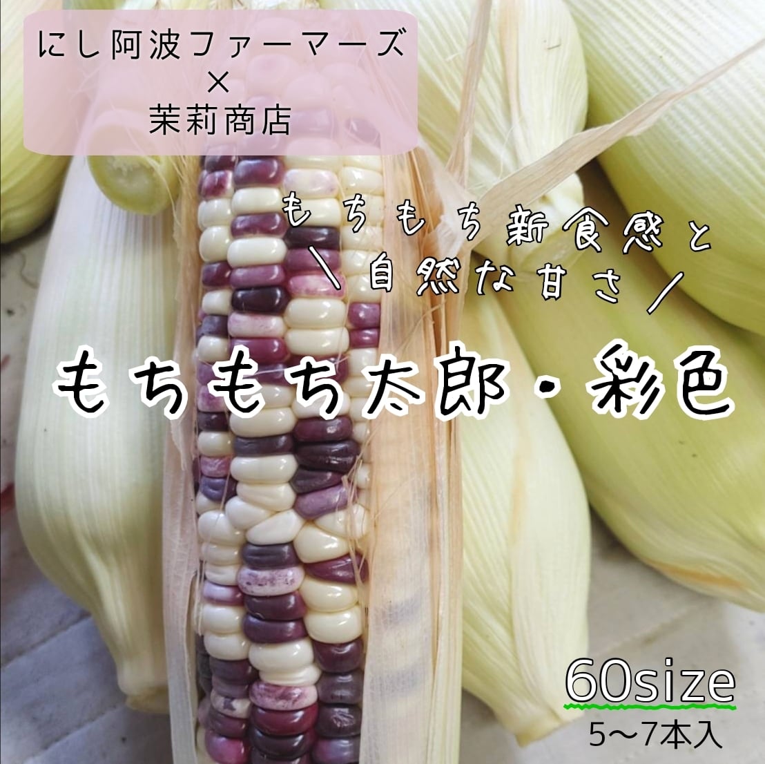 もちもち太郎(糯玉米) 彩色 60size(5～7本) 徳島県産 もちプチ感と自然
