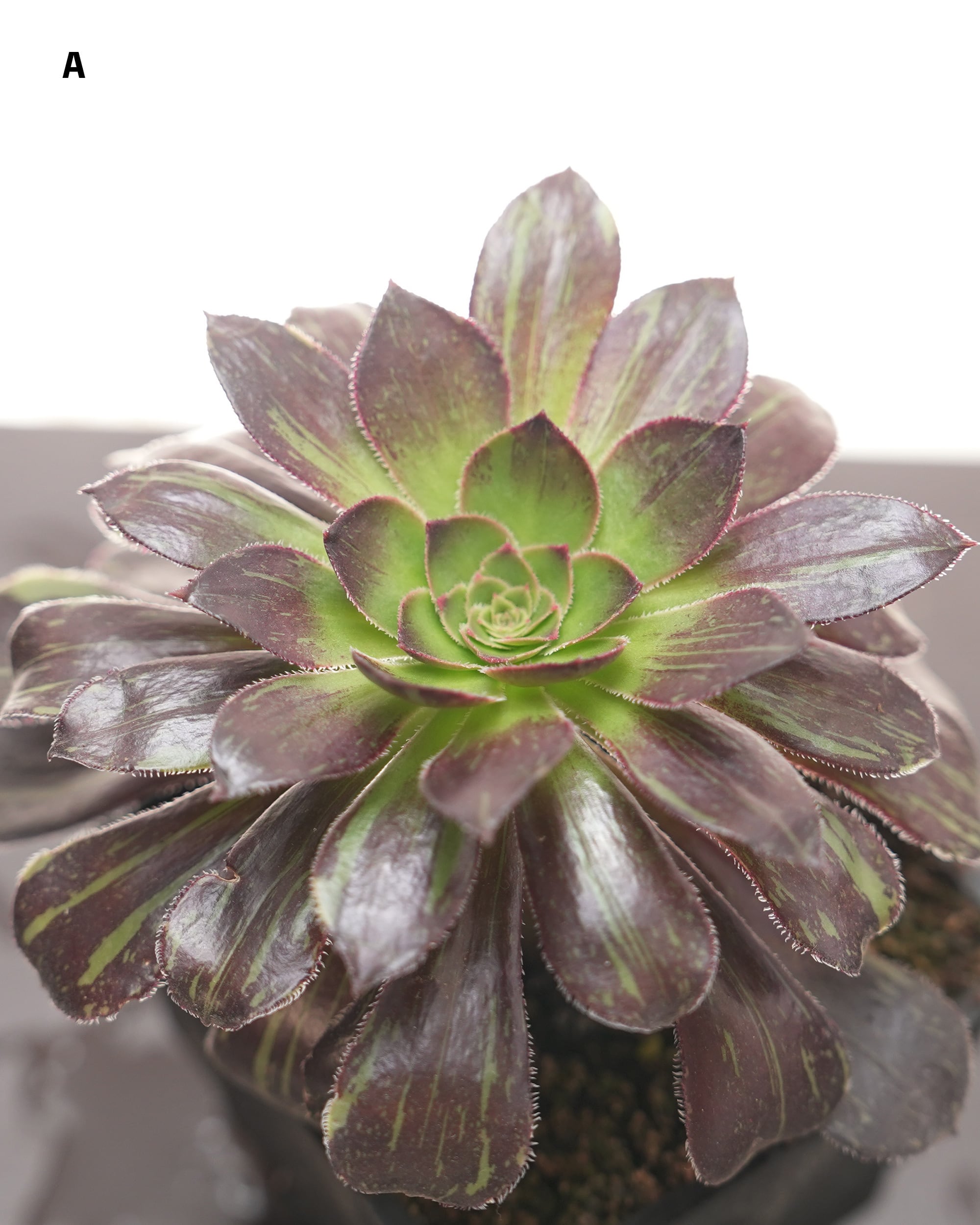 確認専用‼️アエオニウム　コレクション 抜き苗 アエオニウム 水墨画 10～12cm Aeonium 'Ink Painting