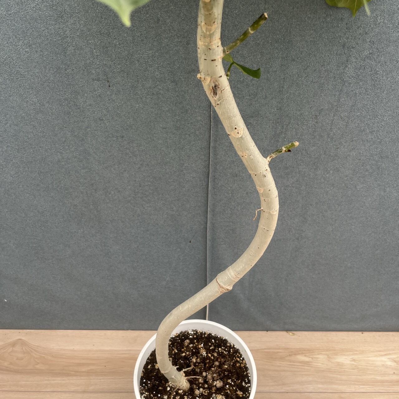現品］M フィカス ウンベラータ 曲がり 7号 観葉植物 室内 ゴムの木