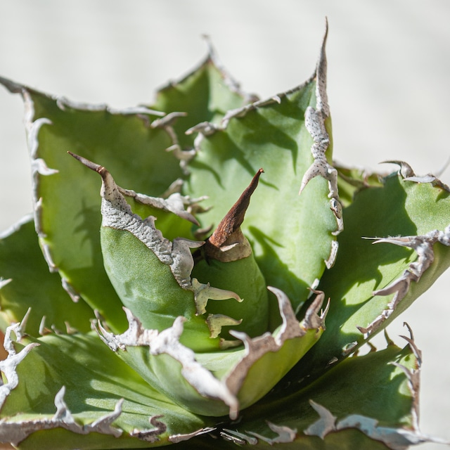 【初売り!!】アガベ チタノタ 夕映巌竜