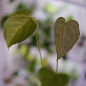 Anthurium Queen of Heart / アンスリウム クイーン オブ ハート⑰ / 観葉植物