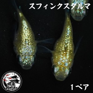 【1ペア】スフィンクスダルマ｜改良メダカ・ダルマメダカ｜メダカ専門店 根来めだか