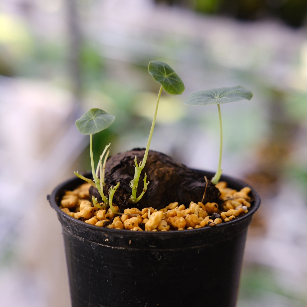 Stephania kaweesakii / ステファニア カウィーサキー⑭ / 観葉植物