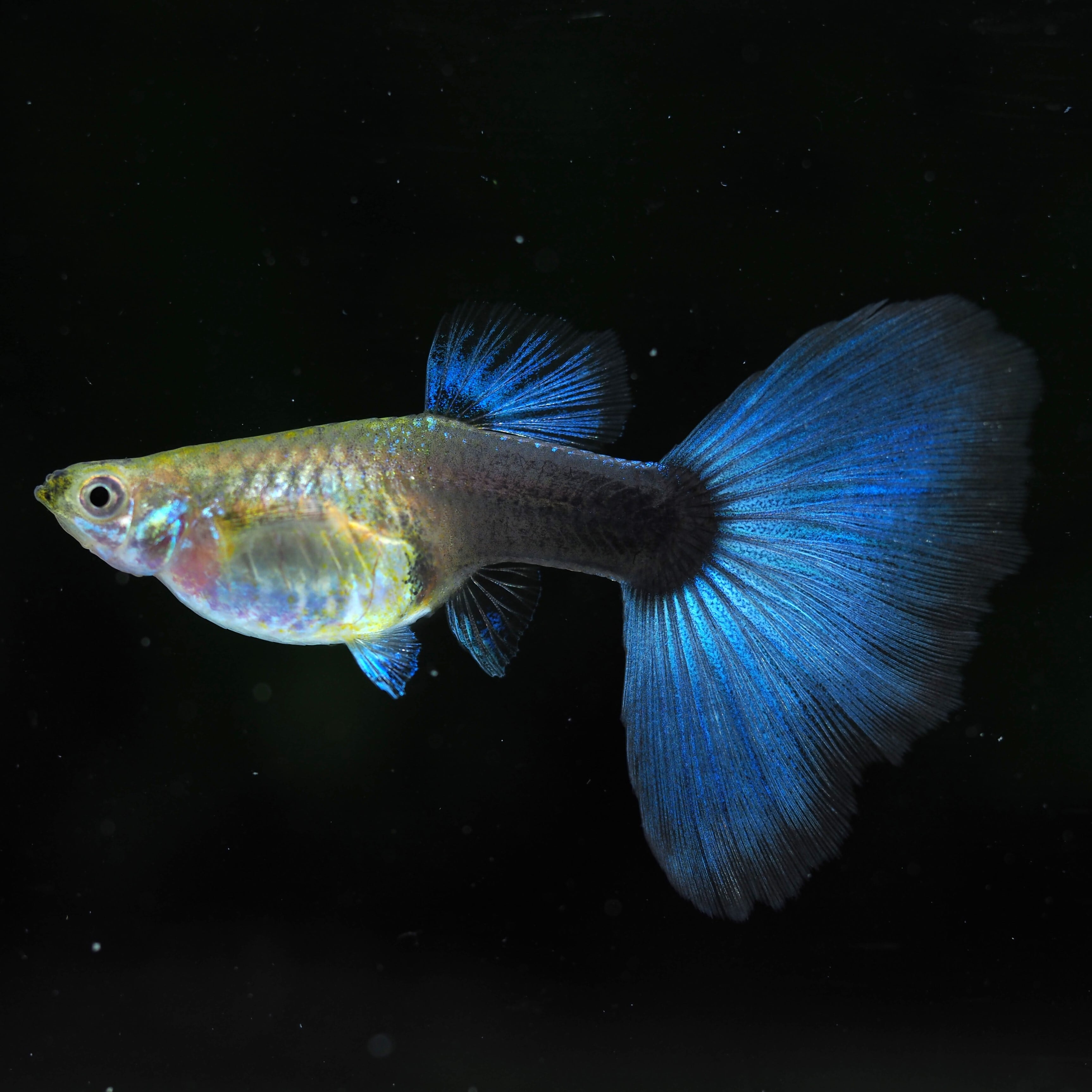 伊豆グッピーファーム