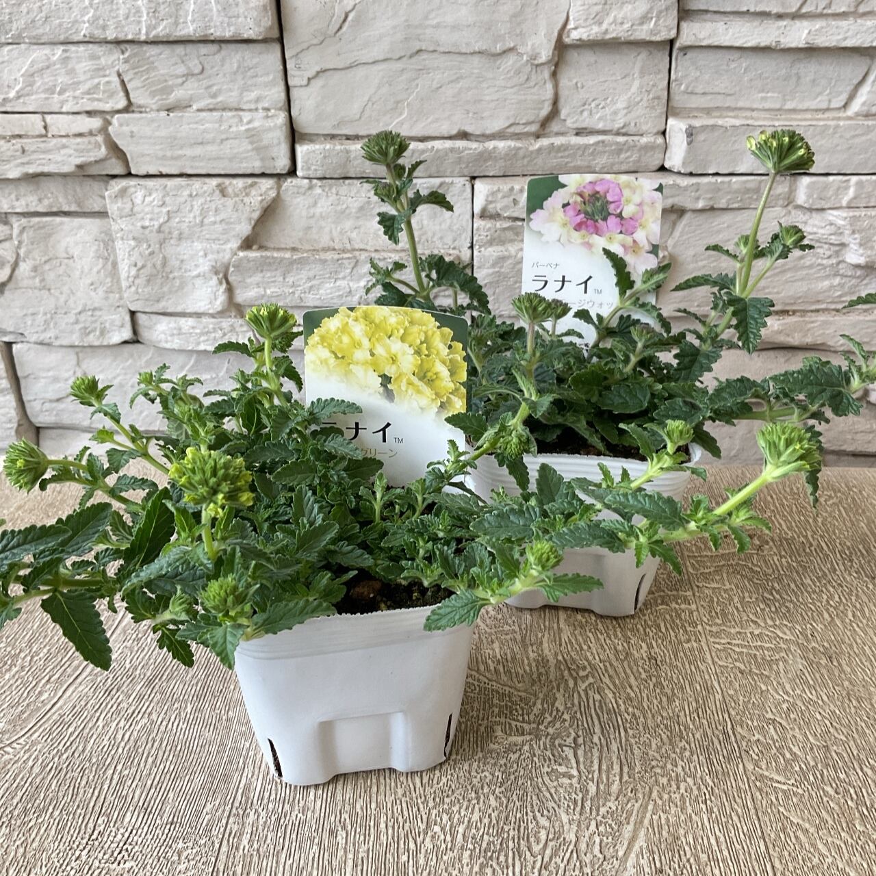 バーベナ ラナイ 選べる 2色 橋本種苗園 バーベナ ラナイ 選べる 2色 橋本種苗園