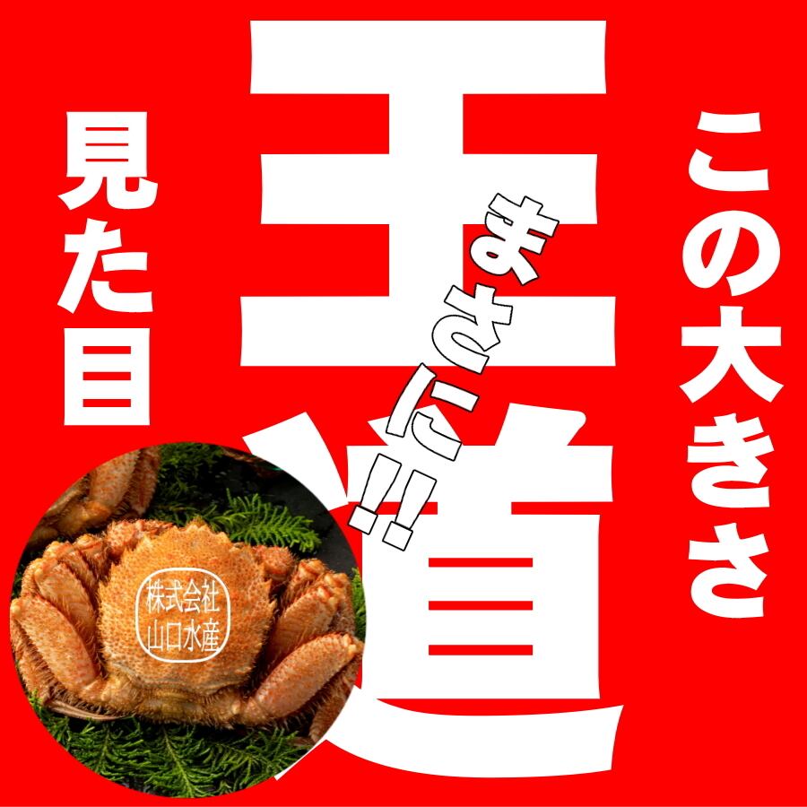 山口水産　匠の極上仕上げ　１尾５００グラム前後　【ボイル・冷凍・個数色々選択できます】