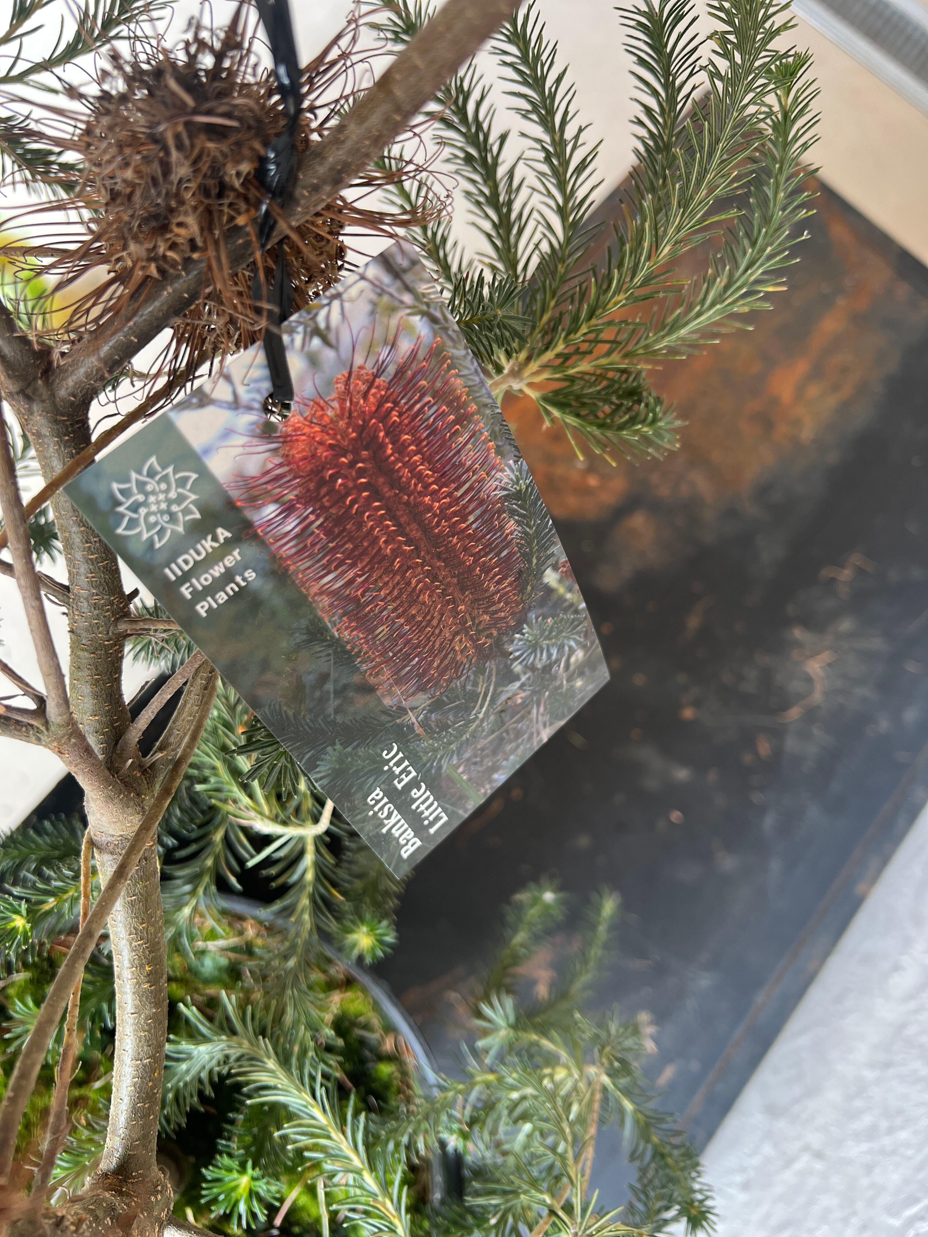 Banksia Little Eric バンクシア リトルエリック バンクシア：リトルエリック 5号鉢植え の通販 | 園芸ネット