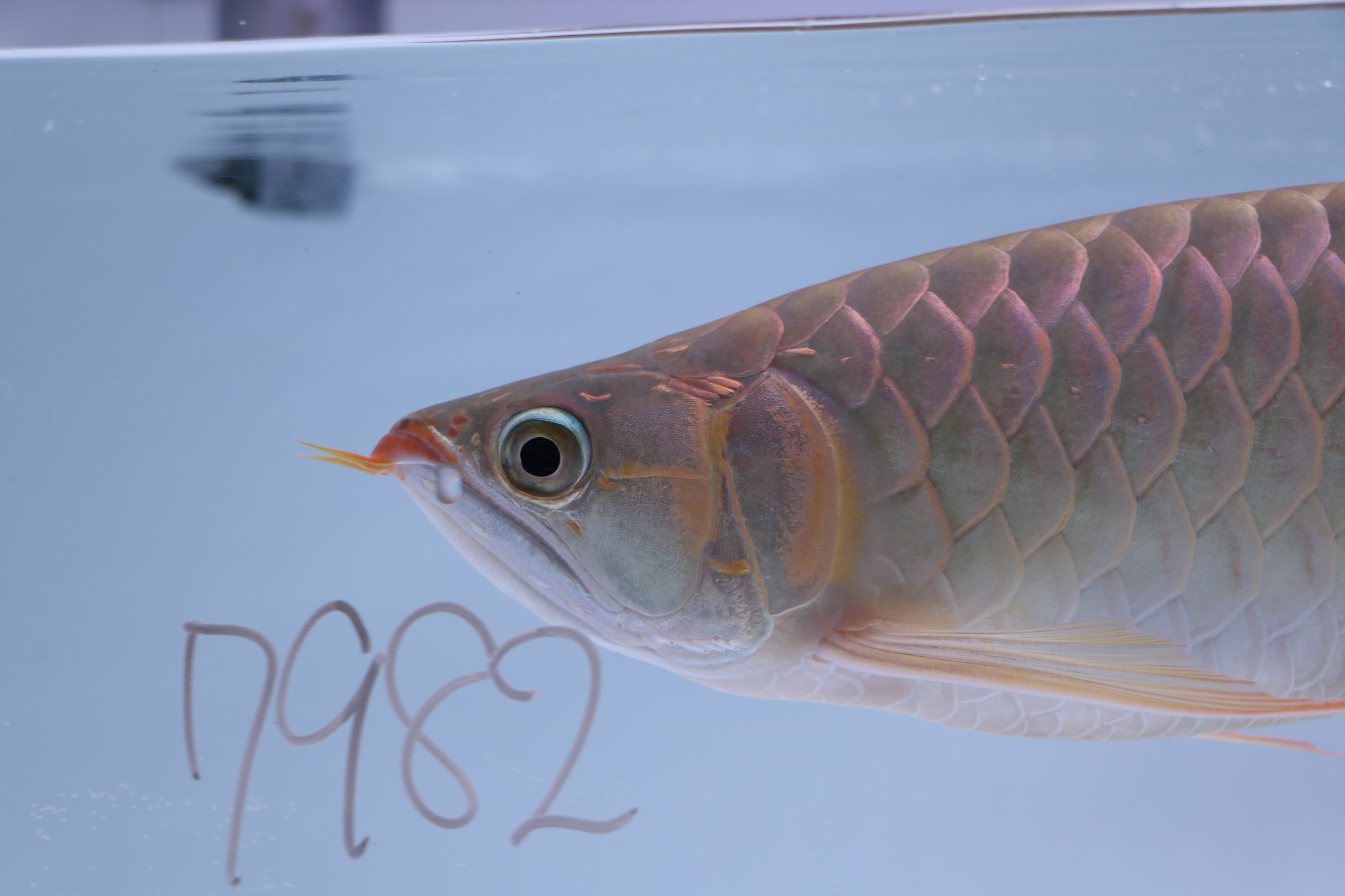 200,001円〜 | アロワナ等の大型魚・熱帯魚のオンライン販売店