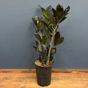 ザミオクルカス ザミフォーリア レイヴン 植え込み品【1149】