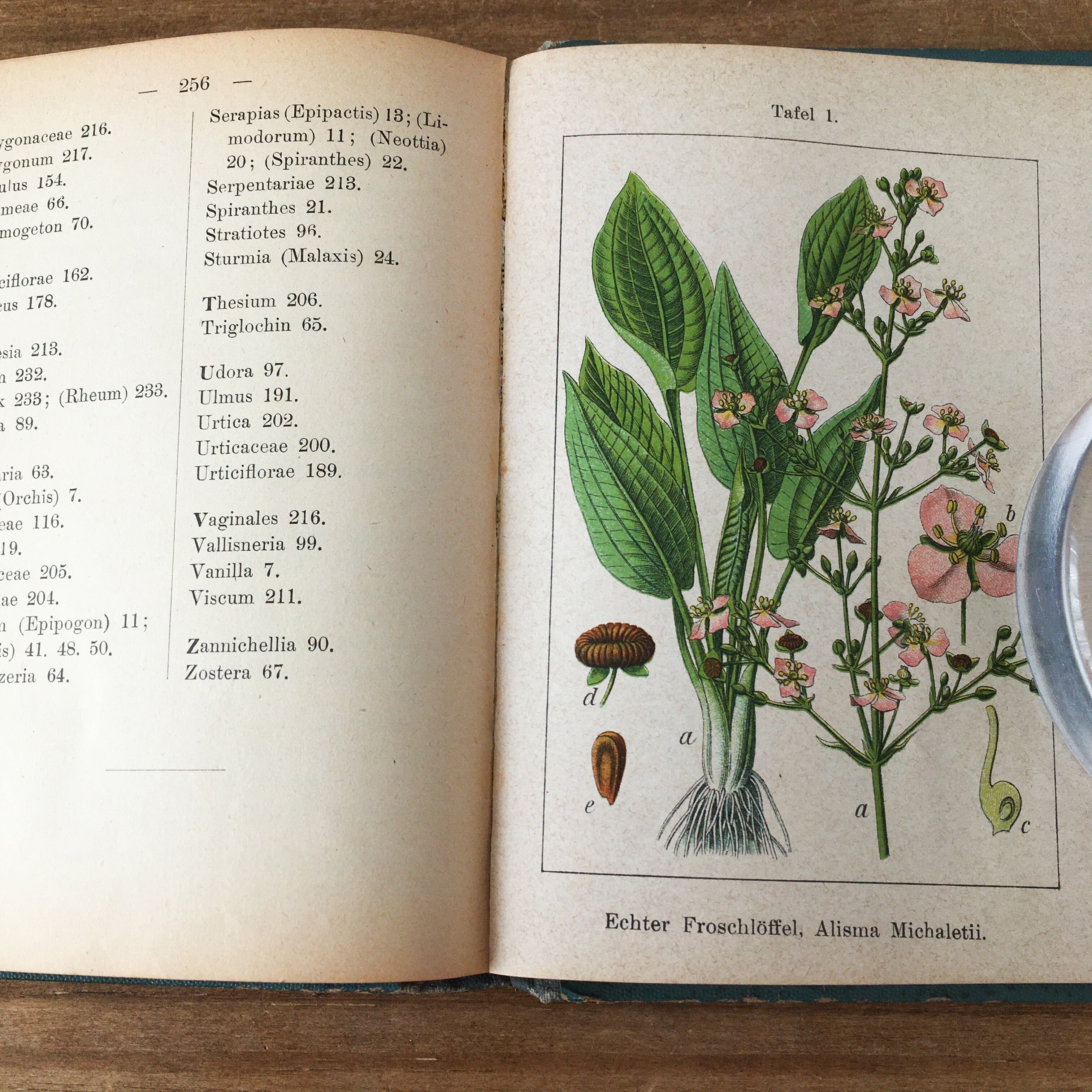 有名なブランド 18世紀の植物図鑑アンティーク版画 ボタニカルガーデンつる植物 絵画 タペストリ Alrc Asia