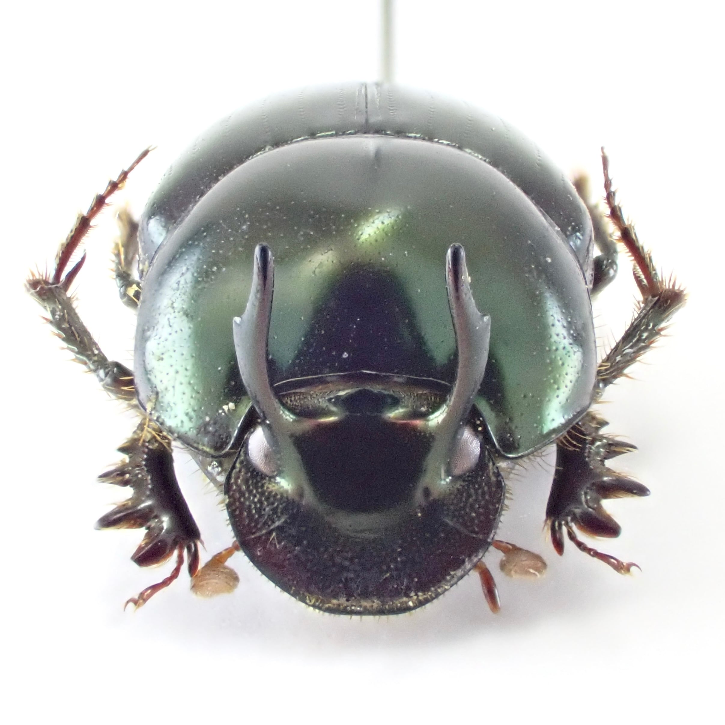 インド産 Onthophagus dama ♂♀ 9mm/10mm XL | 昆虫標本 インド産 Onthophagus dama ♂♀ 9mm/10mm XL | 昆虫標本