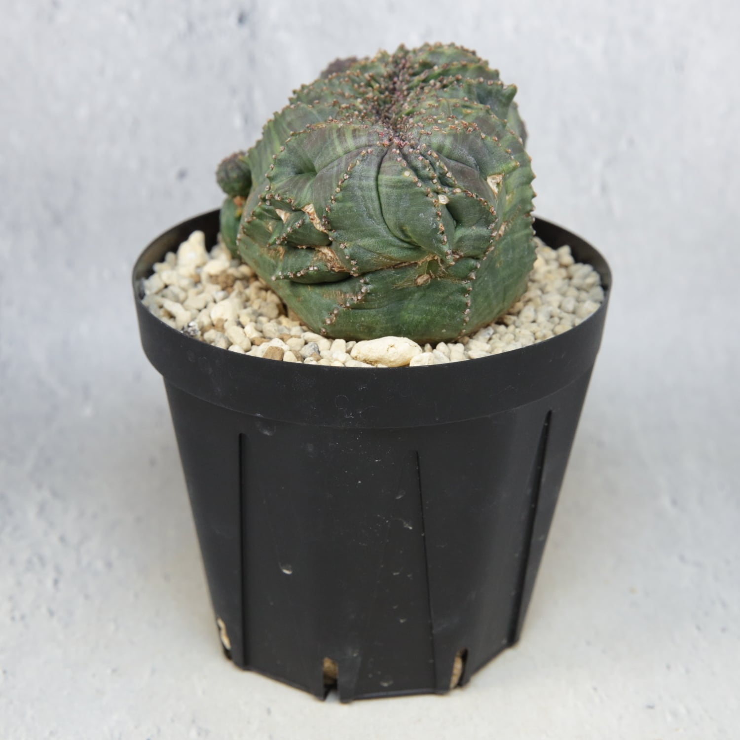 超厳選株】大株 最大幅約9.6cm 仔吹き 円扇綴化 オベサ