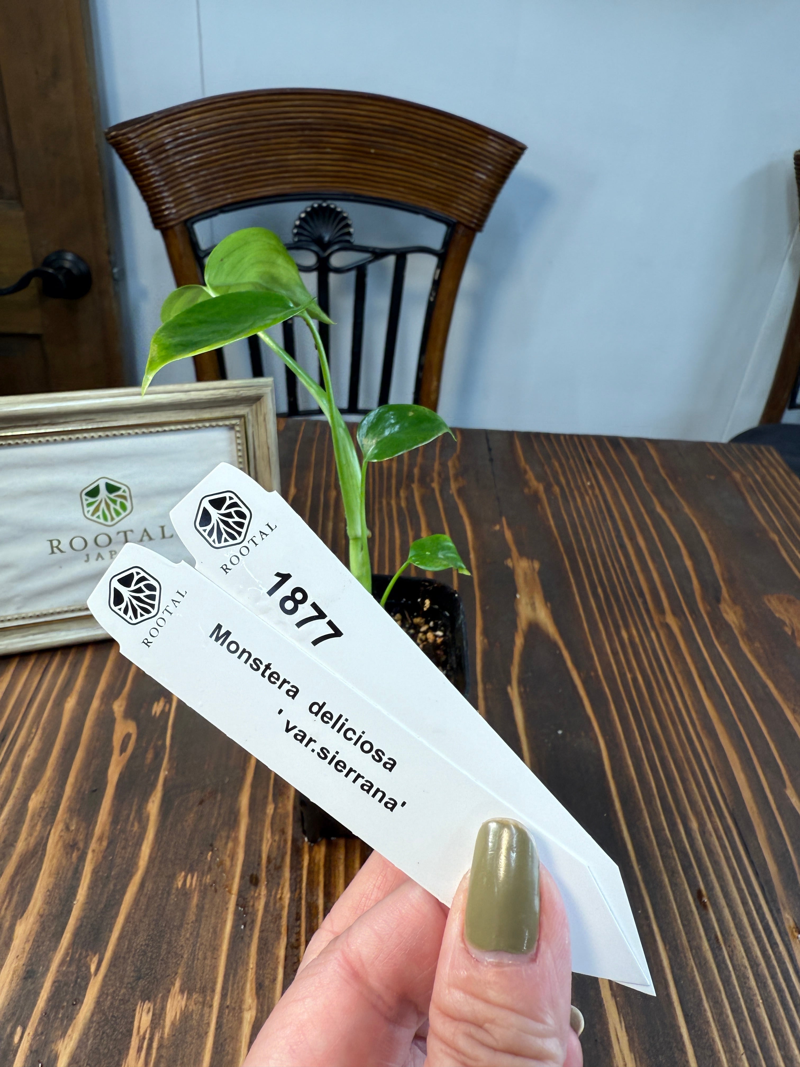 モンステラ | ROOTALPLANTS