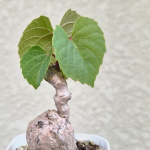 ③〚 アンペロシッサス・マルティニ 〛Ampelocissus Martini Wild Grape 塊根植物 コーデックス