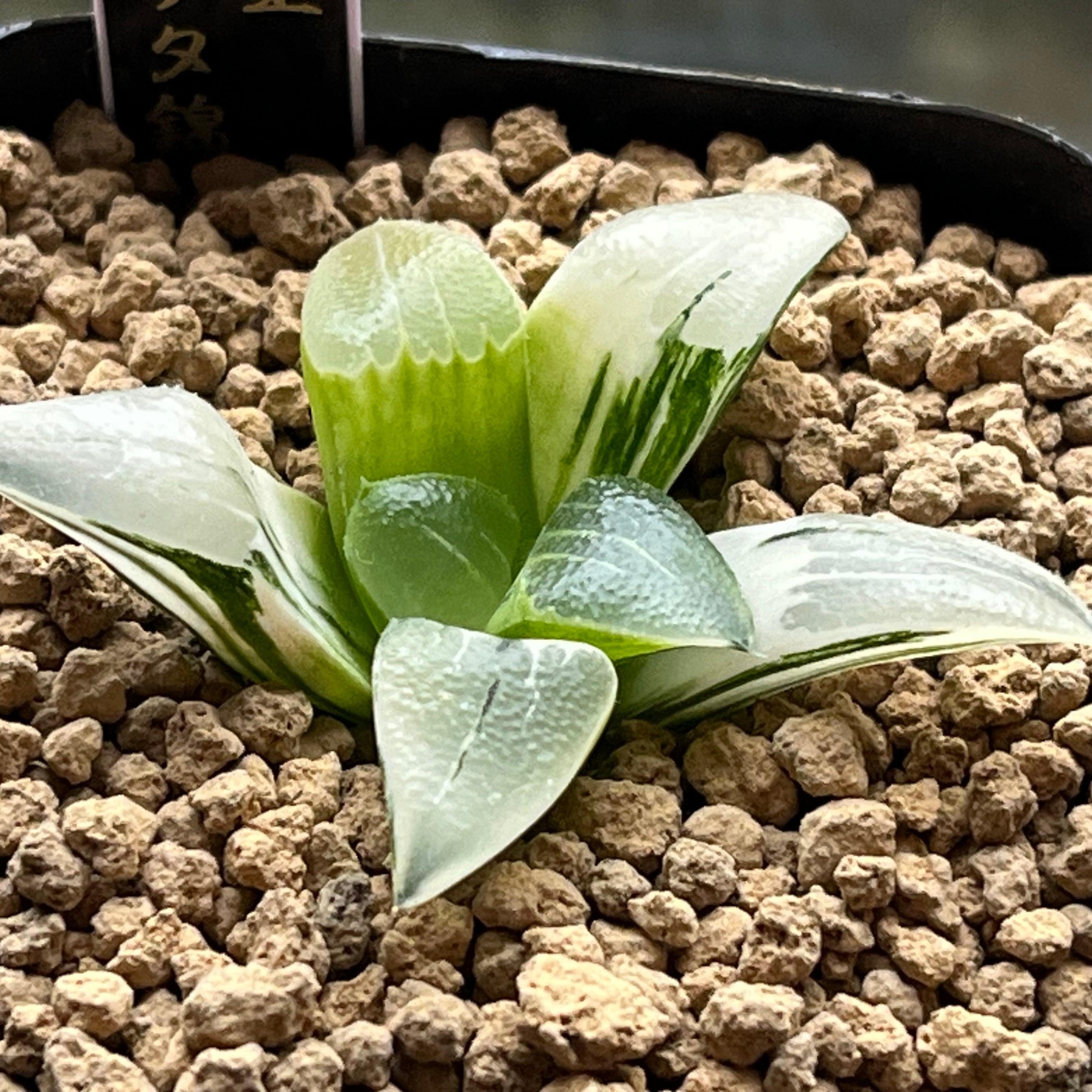 ハオルチア スーパーコレクタ錦 | mocono_plants