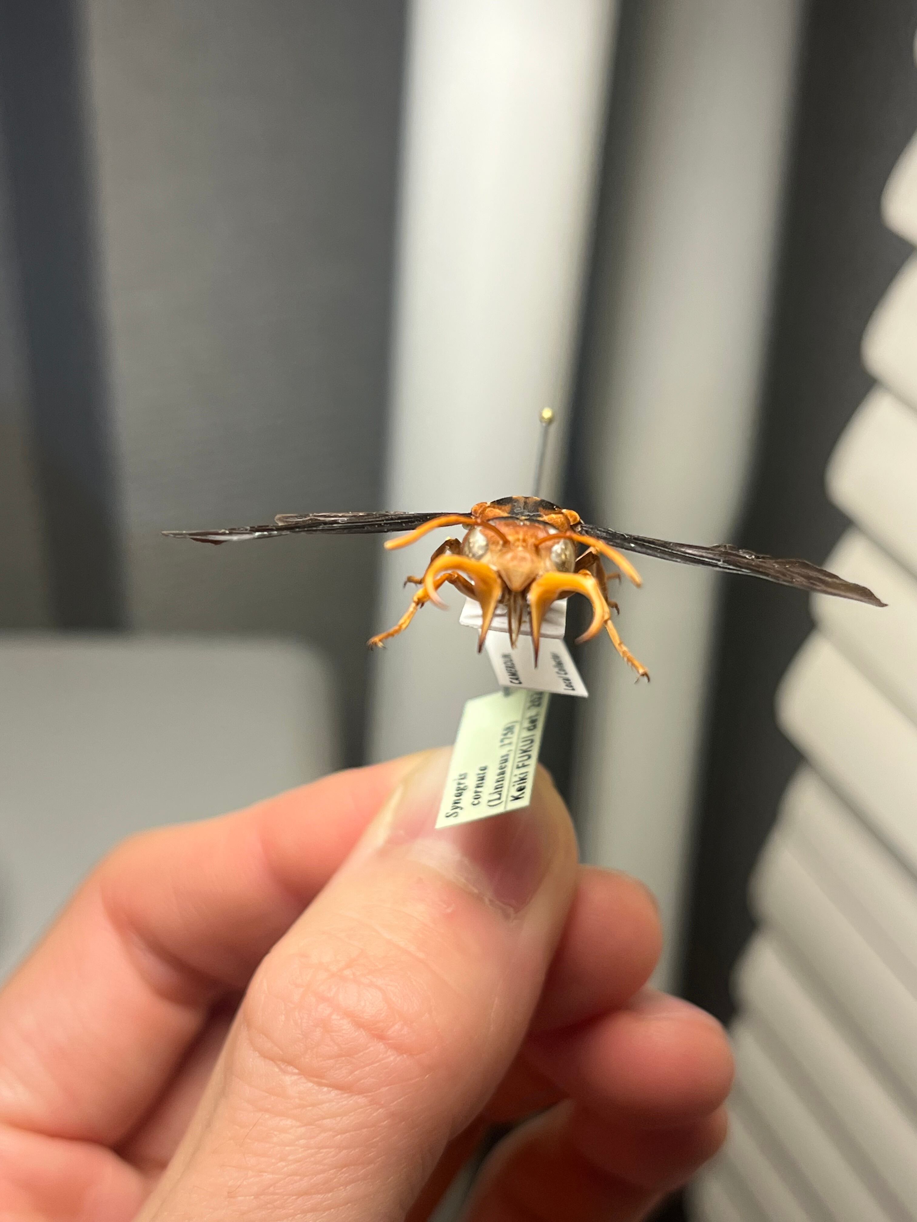 極美展足】オオキバドロバチ タランチュラホーク バードイータームカデ