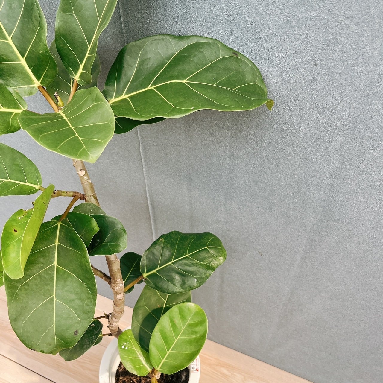 現品］【希少】21番 フィカス アフリカンプリンス 8号 観葉植物 室内