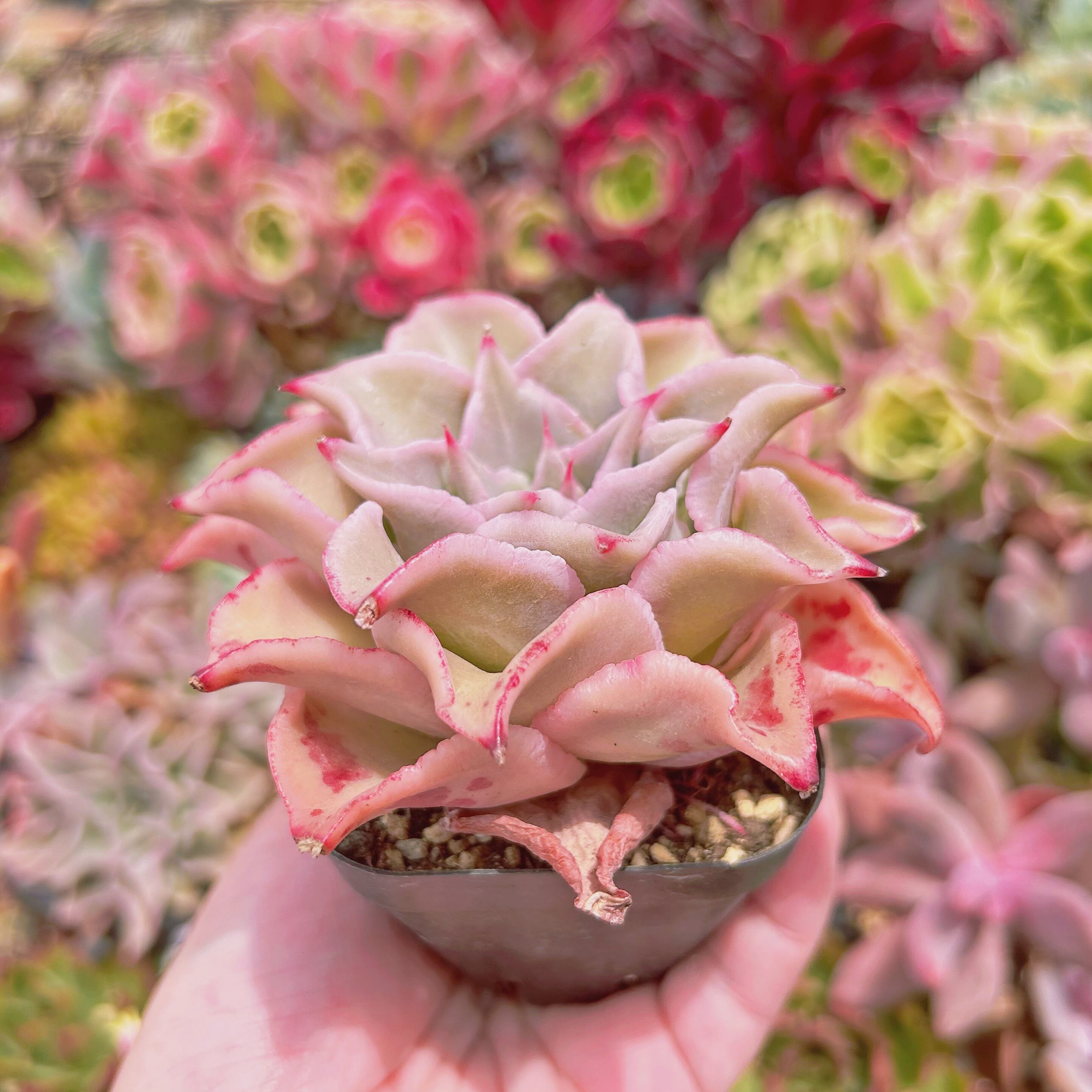 737現物 多肉植物 血斑マディバ 特大 | るる農園~多肉植物専門