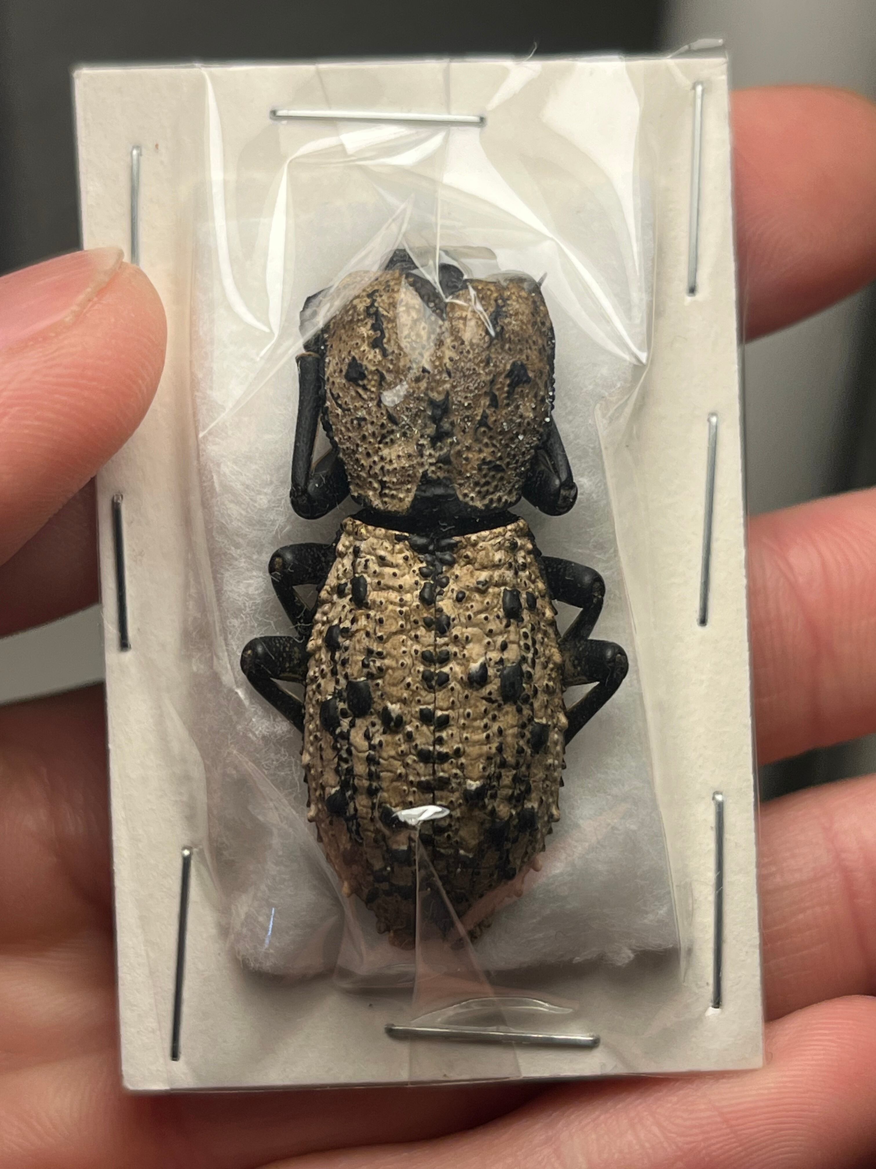 22mm】漆を塗ったかのような艶感が美しいエンマムシの一種 ボツワナ産