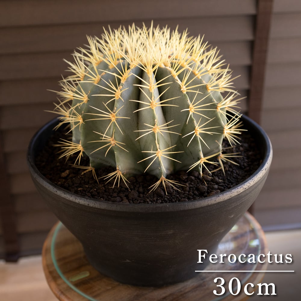 金鯱 サボテン 4号サイズ ロングポット 黄金色 多肉植物 ドライ