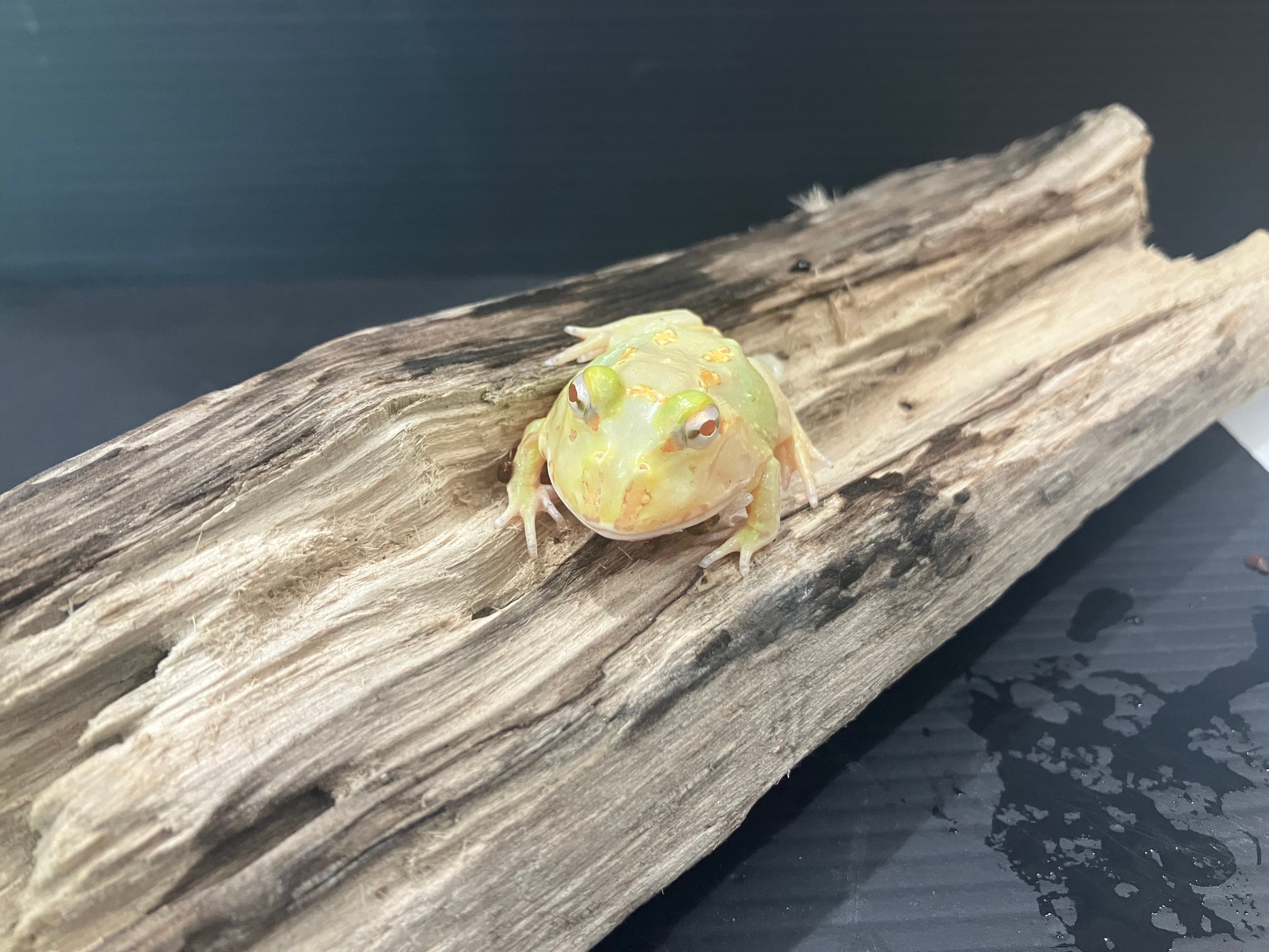 クランウェルツノガエル ライムグリーン | Arium