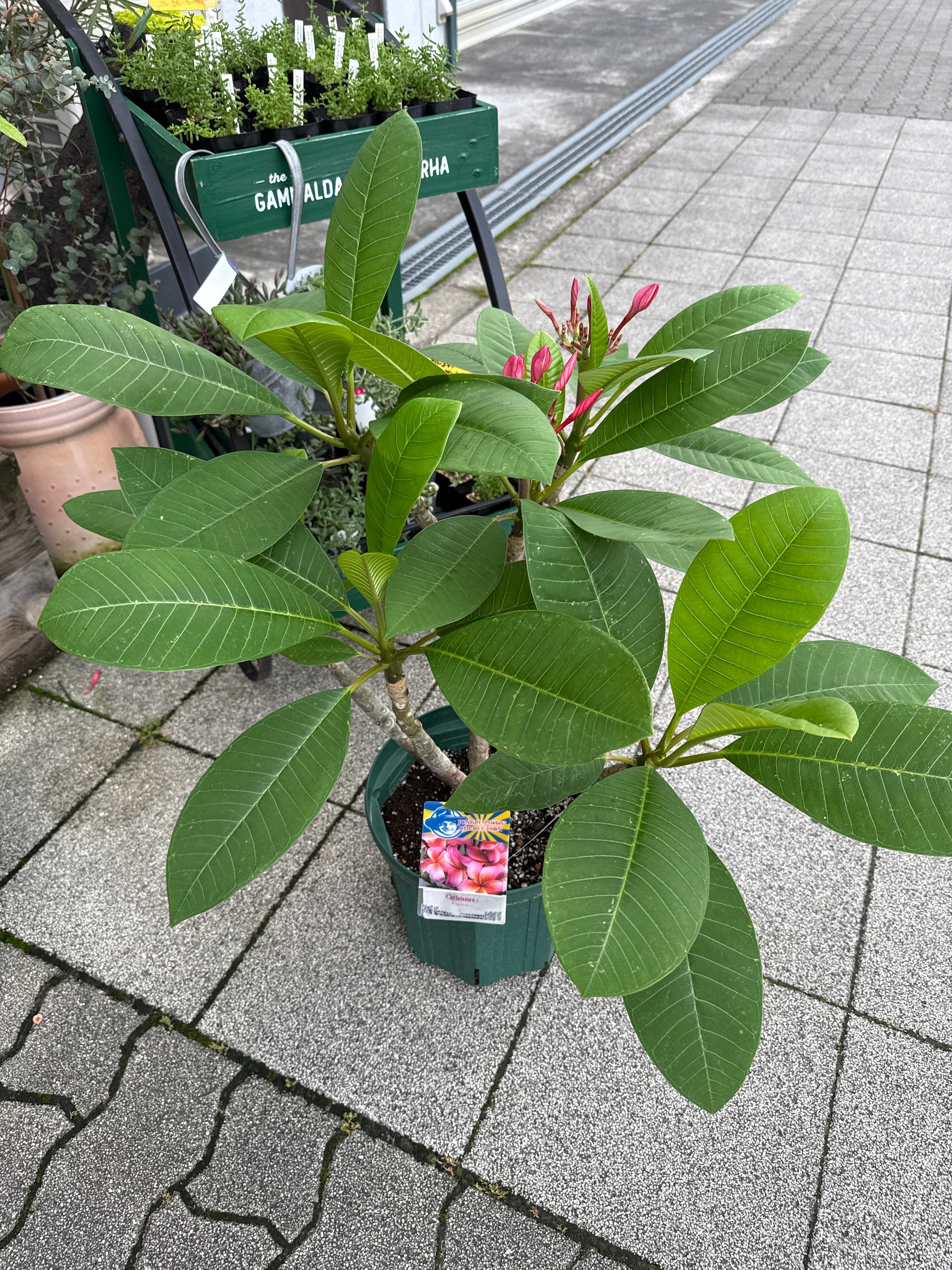 クッソニア スピカータ | Gardenえん 【観葉熱帯植物】