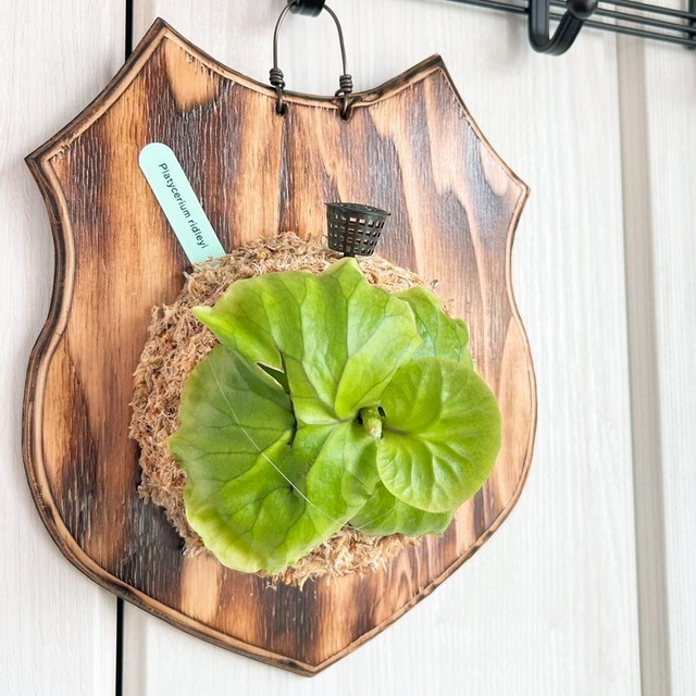 ビカクシダ リドレイ 板付 【観葉植物 室内 コウモリラン】