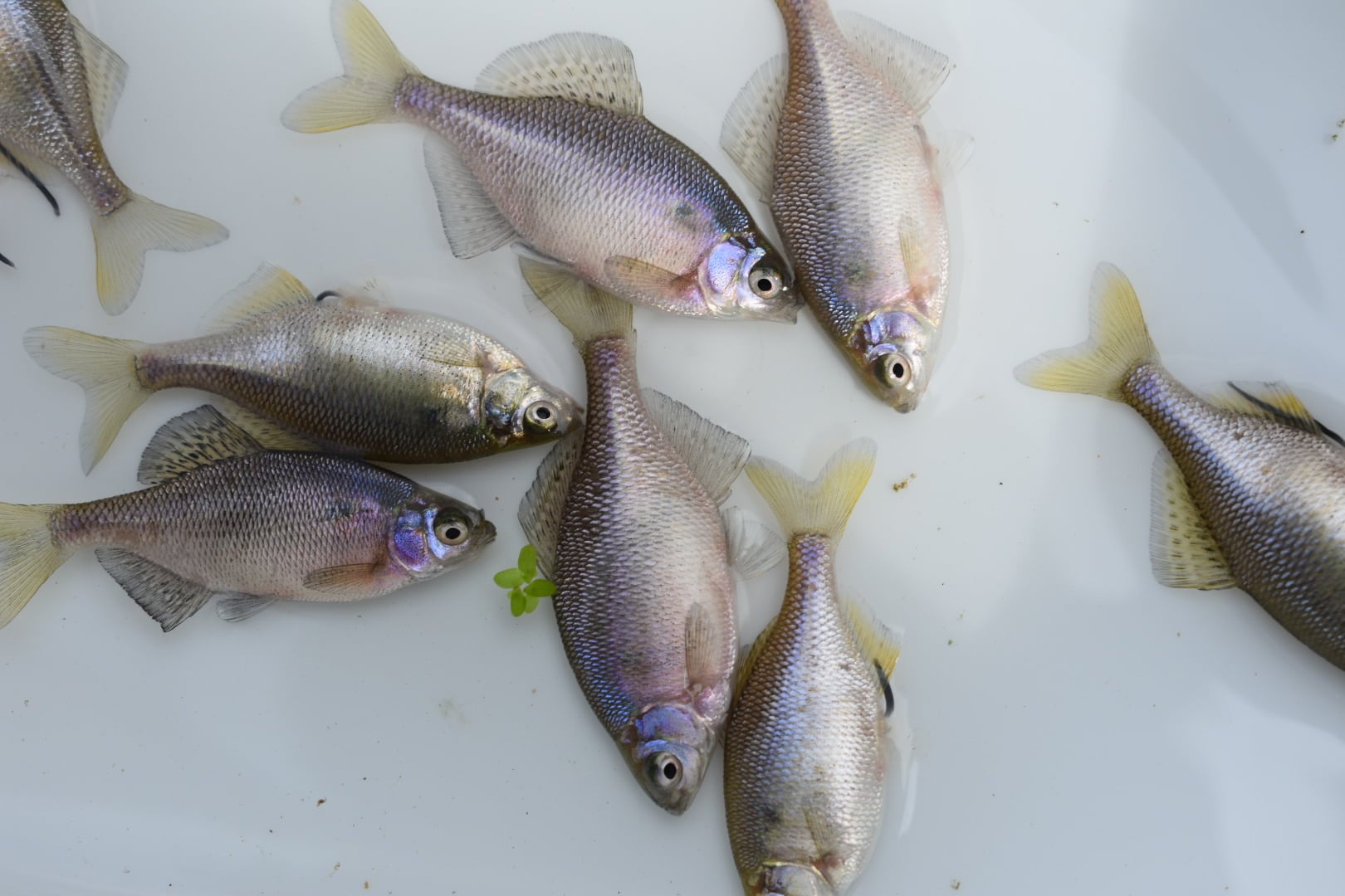 冷凍ヤワゲネズミLL【80g〜100g】 | Pay ID