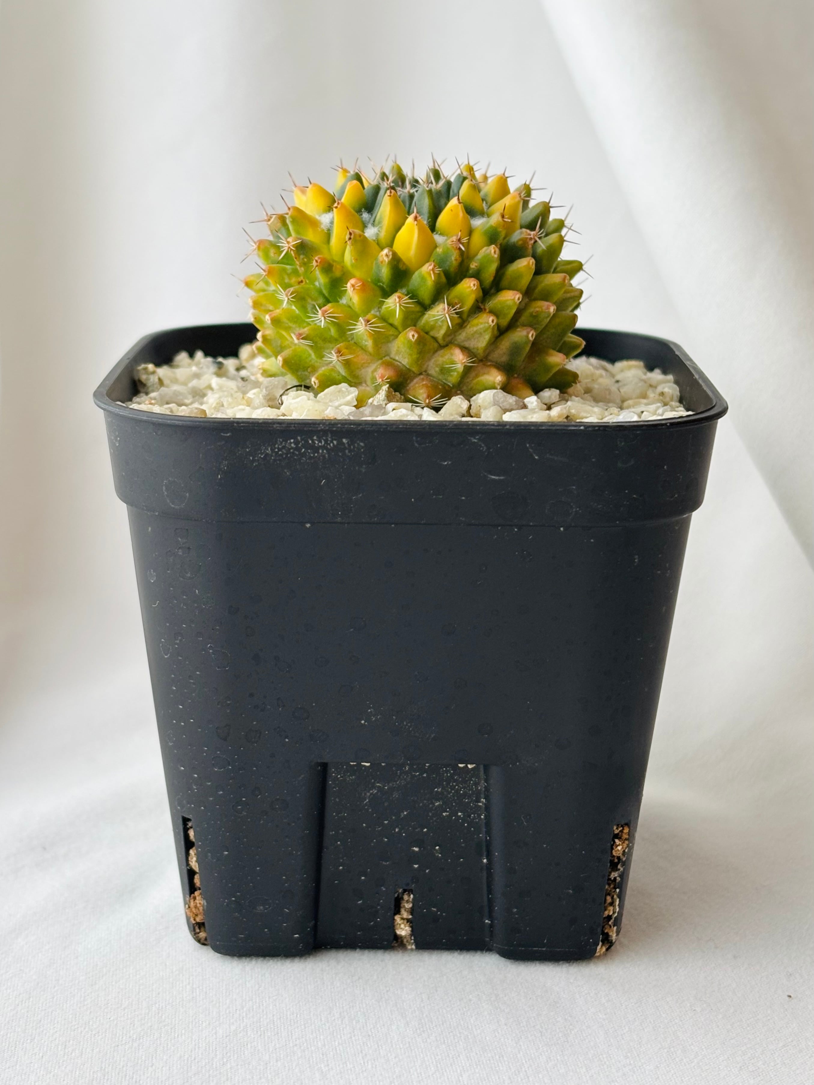 景清 多毛 実生 Mammillaria サボテン 景清 多毛 実生 Mammillaria