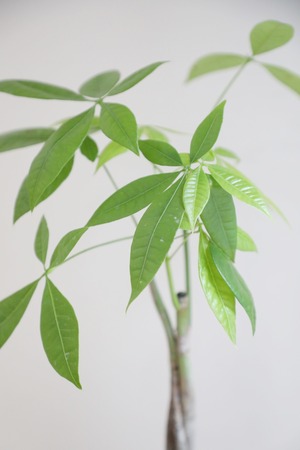 【M】パキラ 編み込み/Pachira