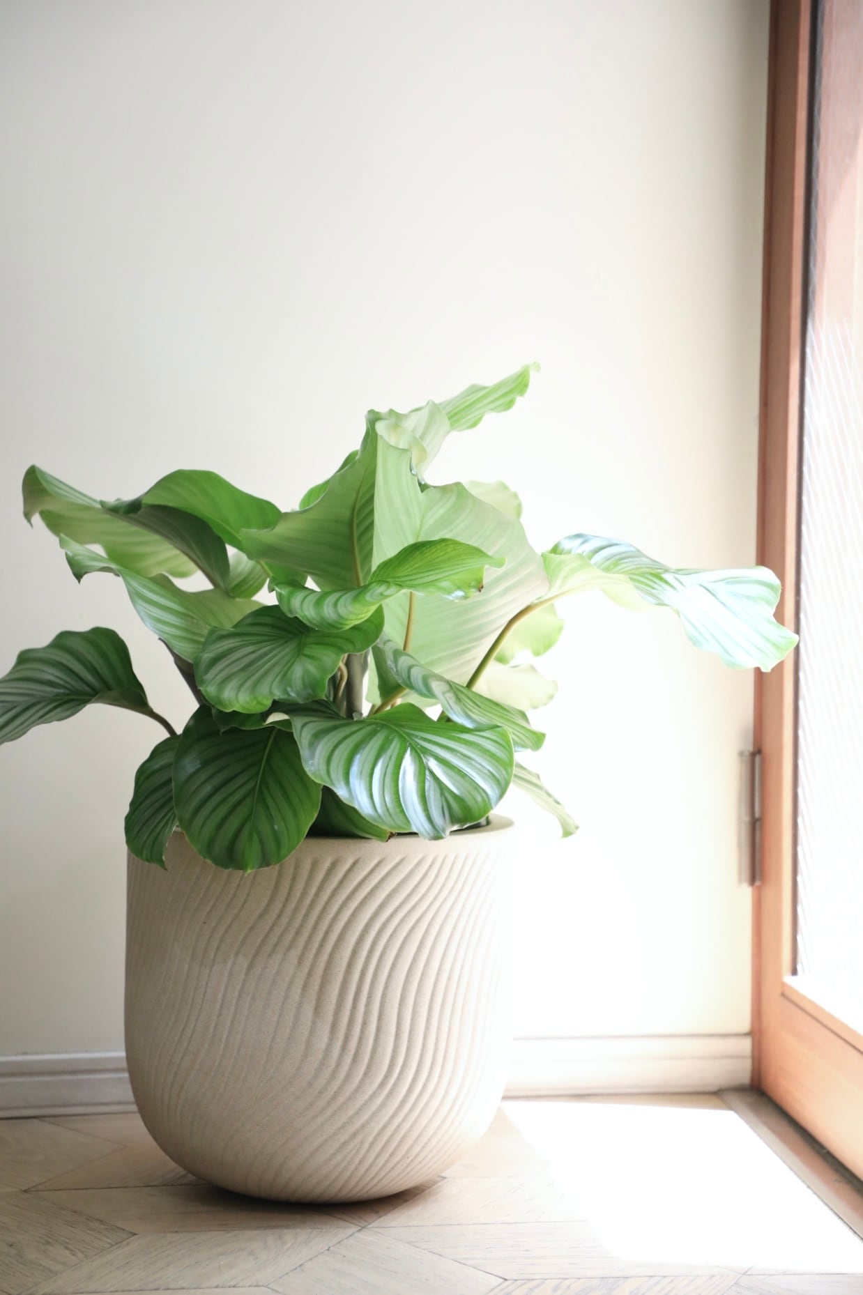 L】カラテア オルビフォリア/Calathea | 【厳選植物・器】MIDORI
