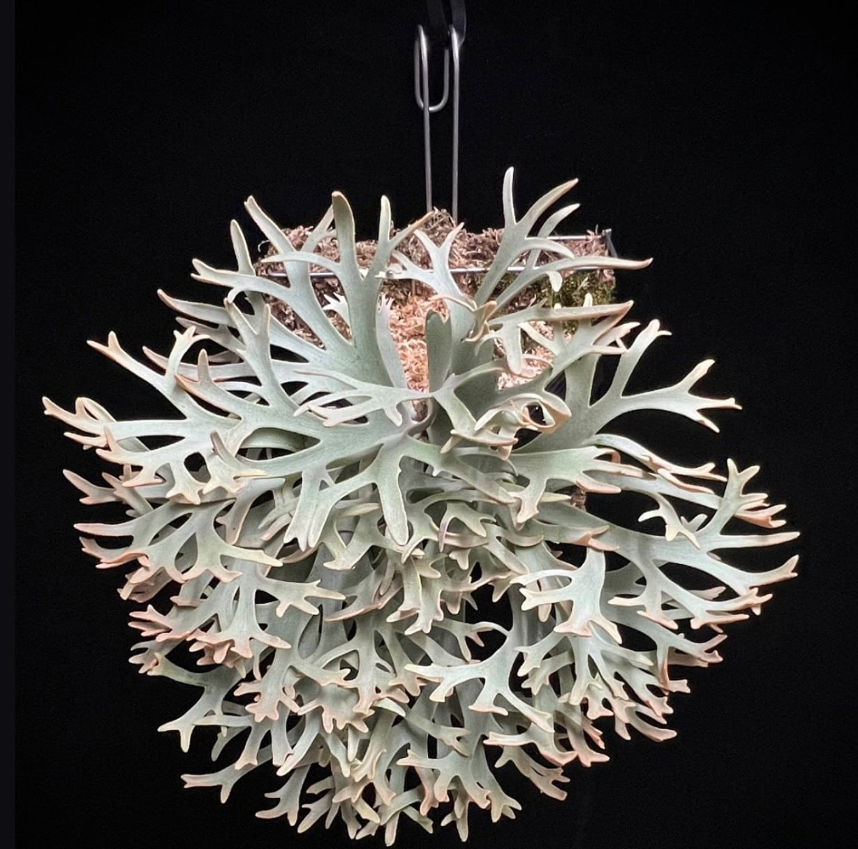 ALL ITEM | Plants.Links