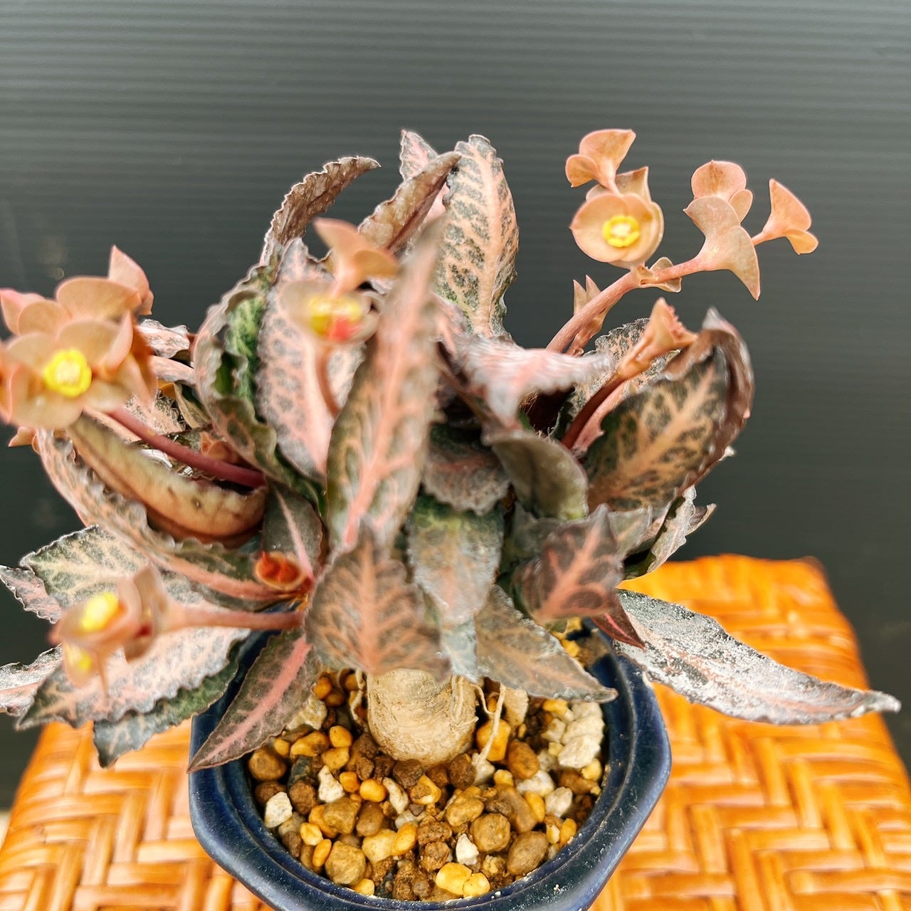 現品］【希少】ユーフォルビア フランコイシー 観葉植物 レア 多肉植物