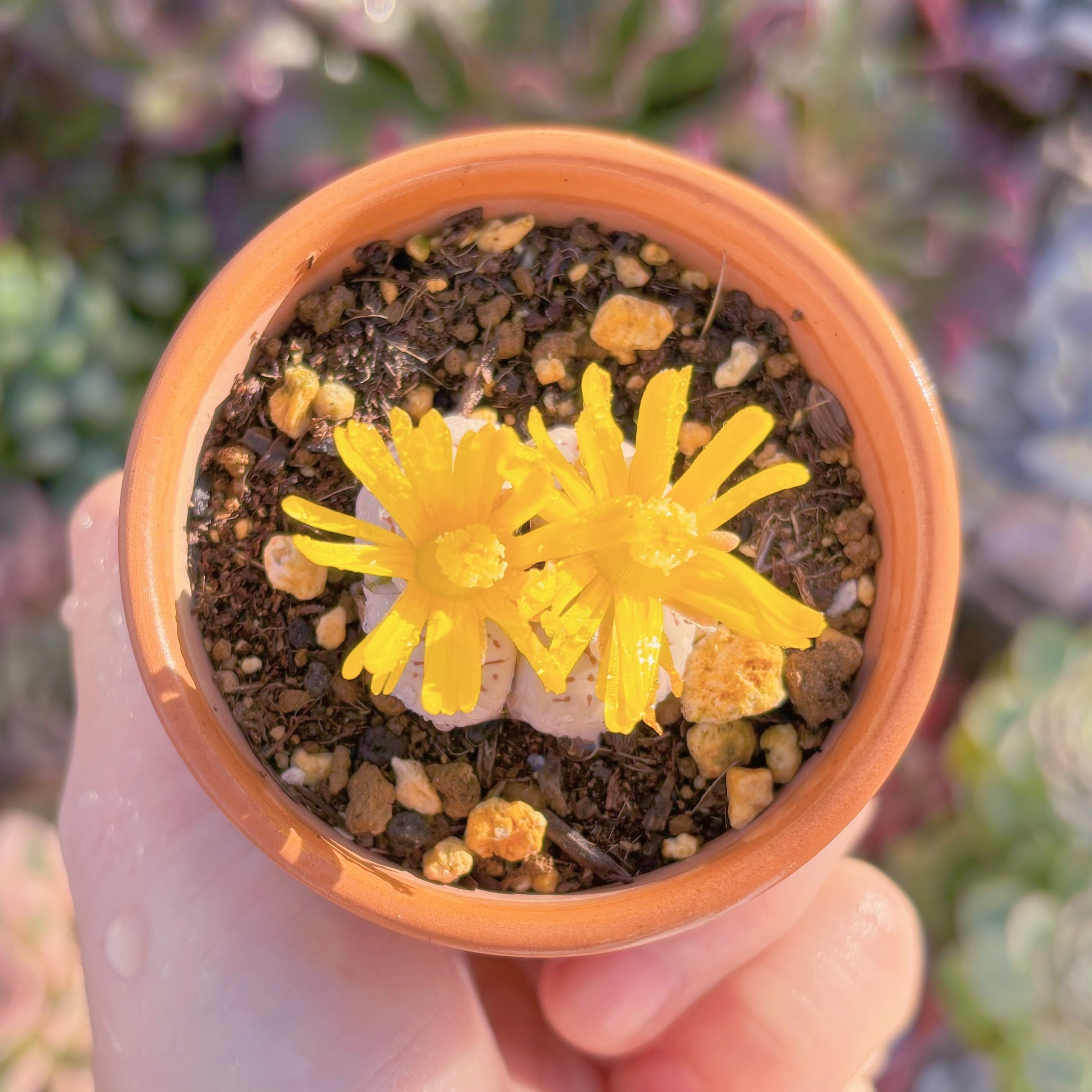 現品　メセン　綾耀玉#A064　るる農園