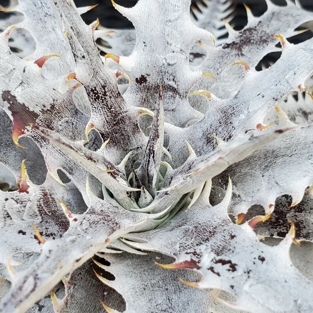 F00380_Dyckia 'Branca de Neve'：ディッキア・ブランカ・ジュ・ネヴェ
