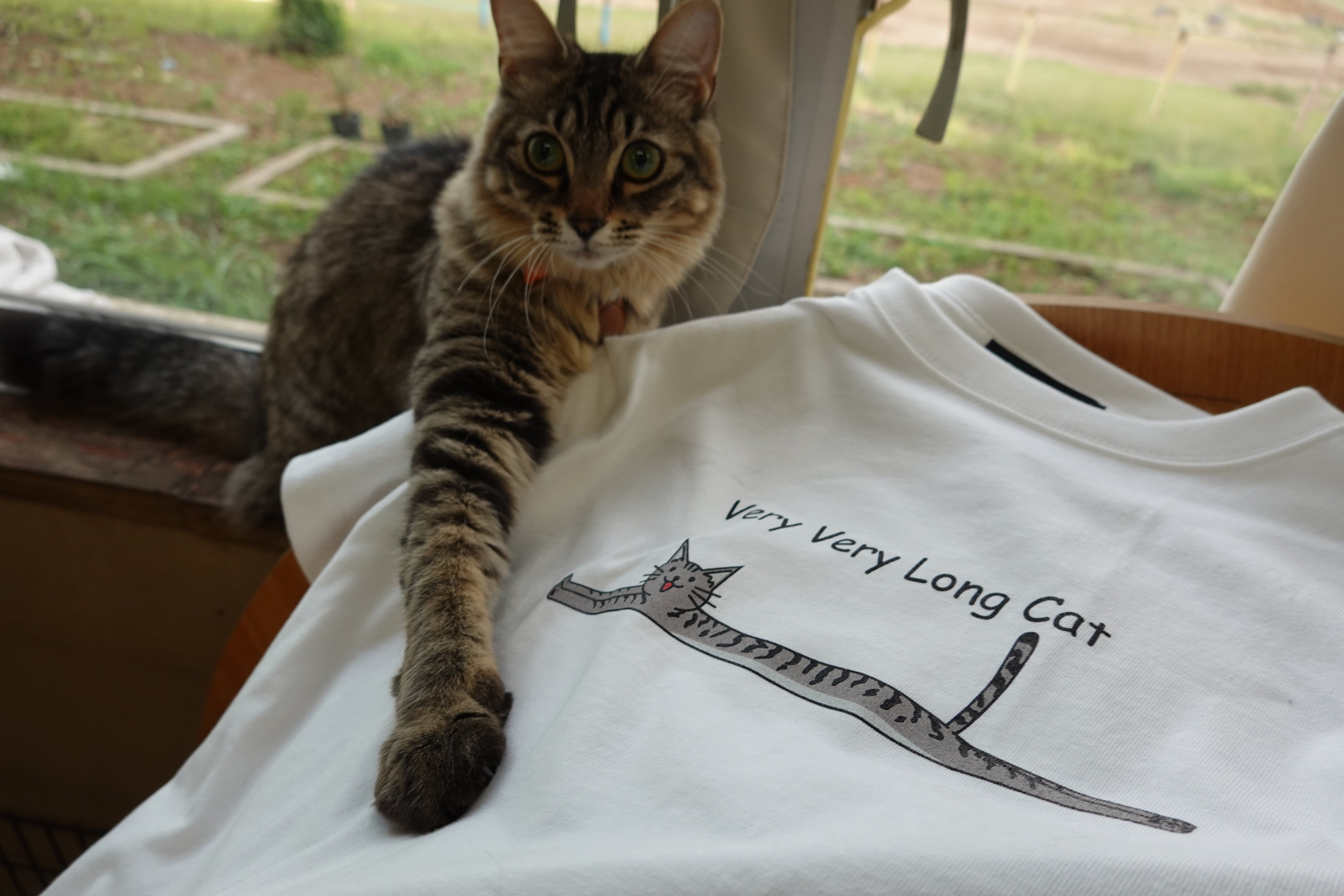 Very Very Long Cat