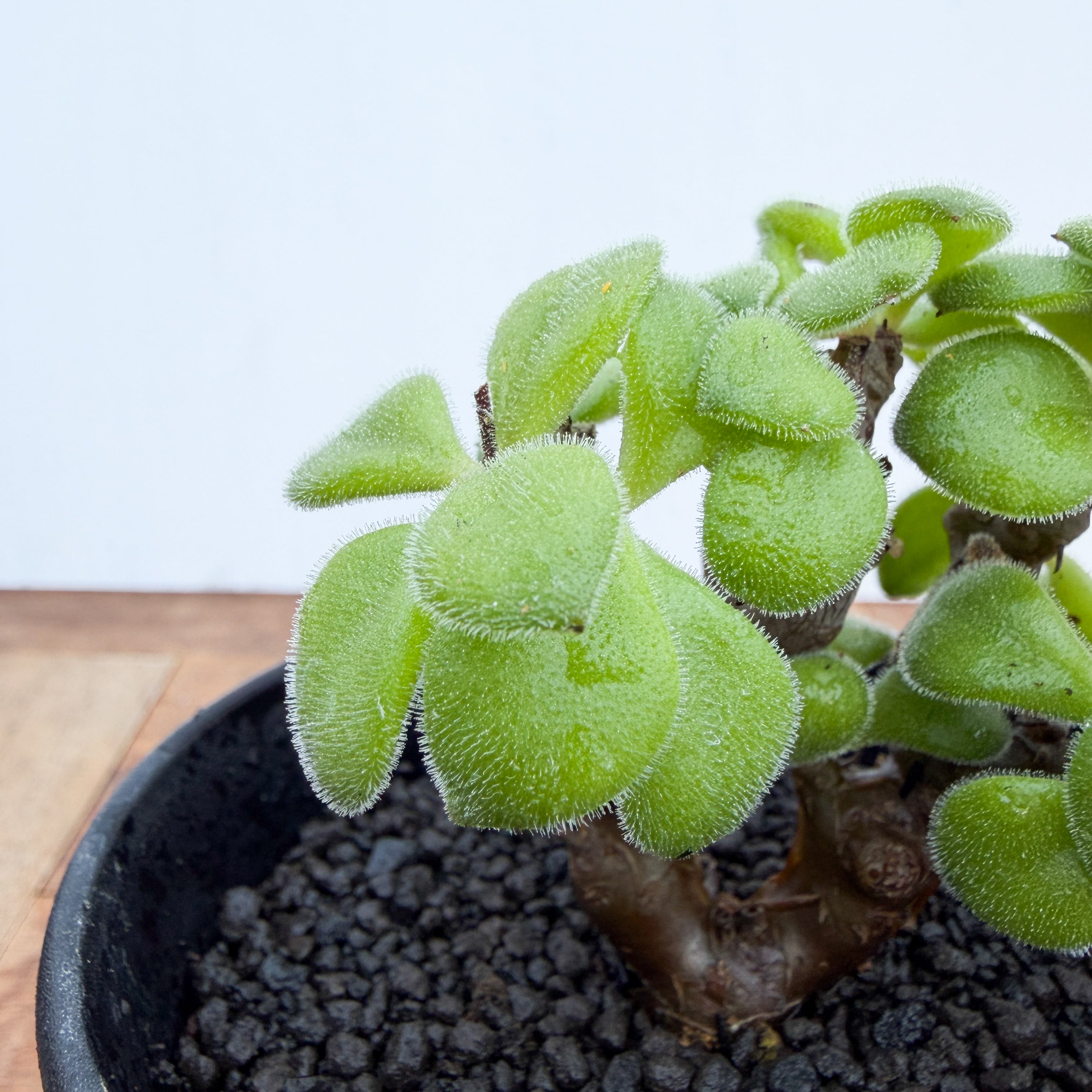 Tylecodon leucothrix【チレコドン・レウコスリクス】 | RIMO'S GREEN