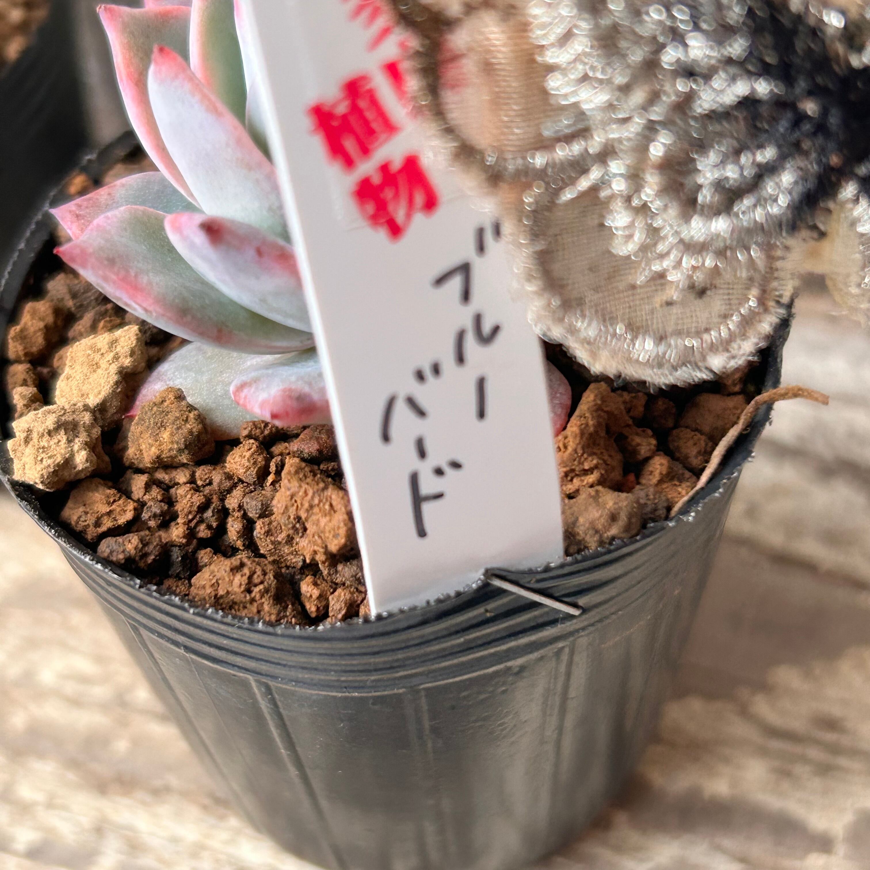 ブルーバード | RuPo 多肉植物専門店